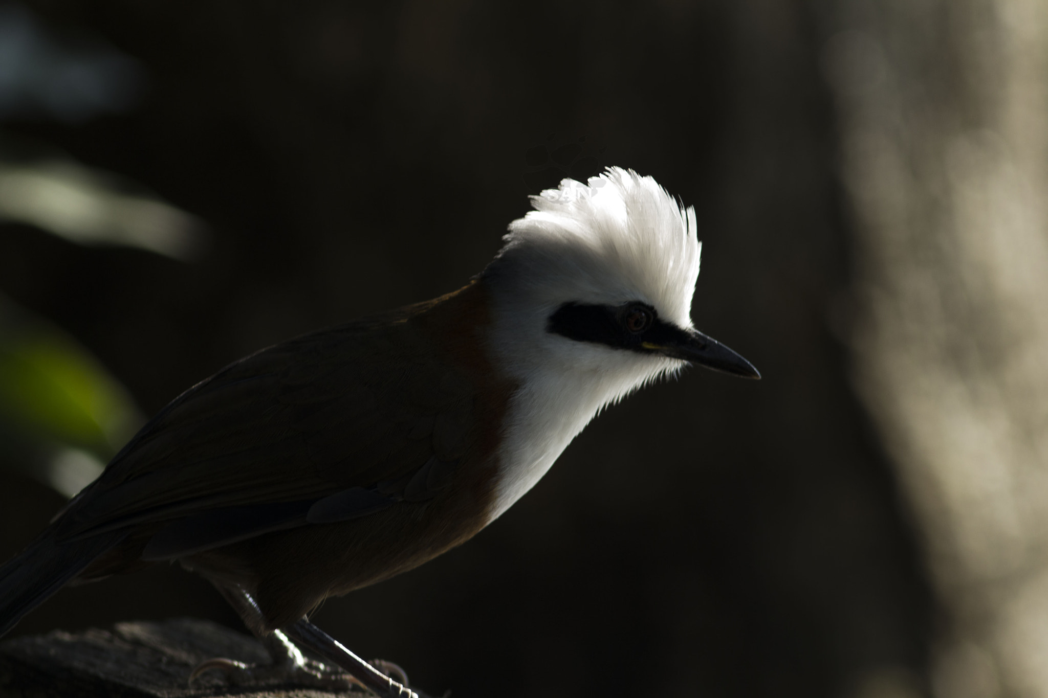 Canon EOS 60D + Canon EF 300mm F4L IS USM sample photo. White-crested laughingthrush (g. leucocephalus) photography