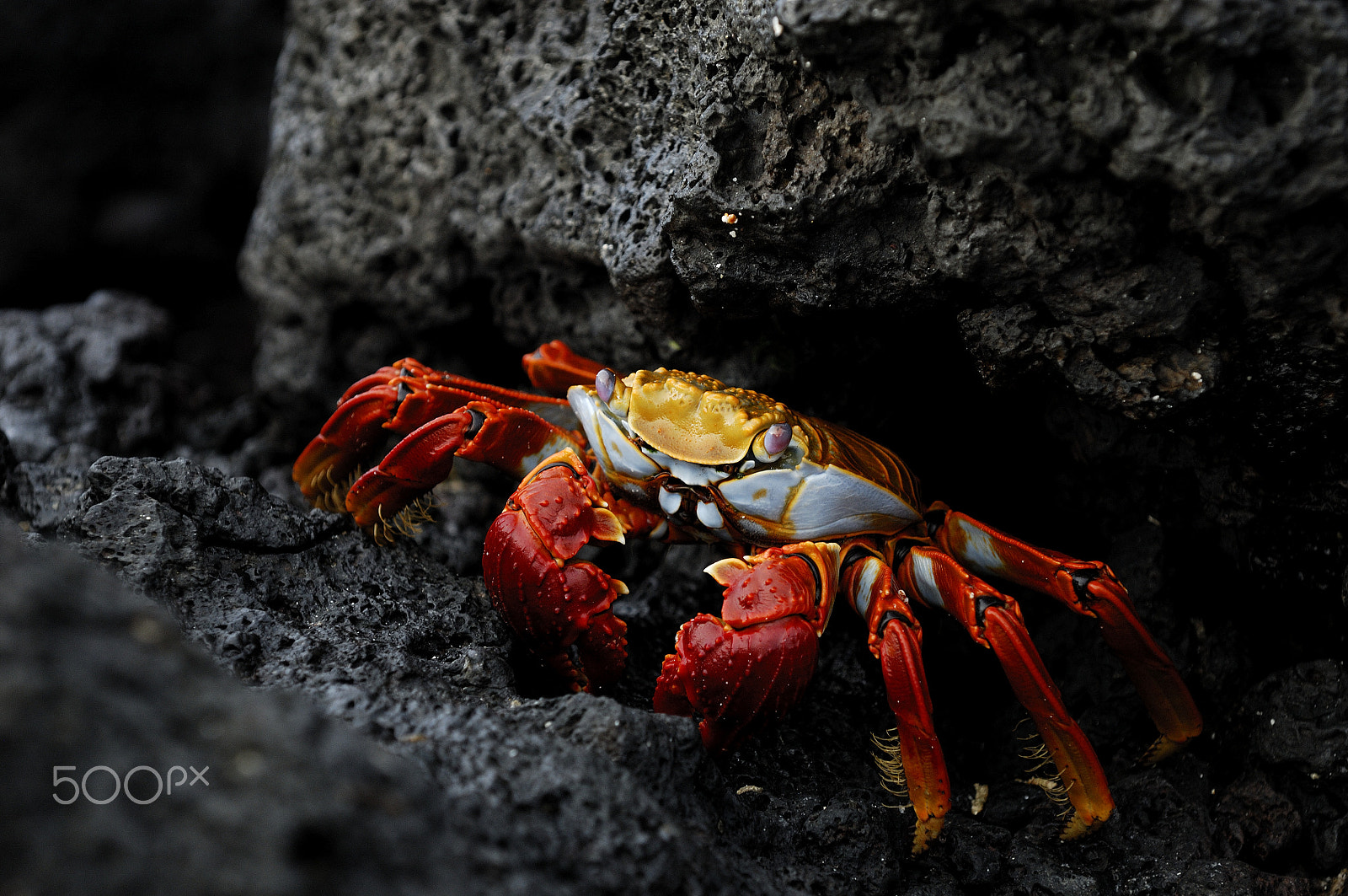 Nikon D2X sample photo. Graspus grapsus(crab) photography