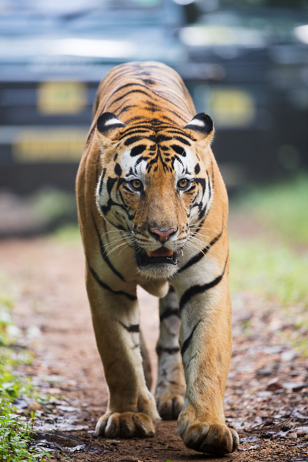 Nikon D610 + Nikon AF-S Nikkor 500mm F4G ED VR sample photo. Tiger head on. photography