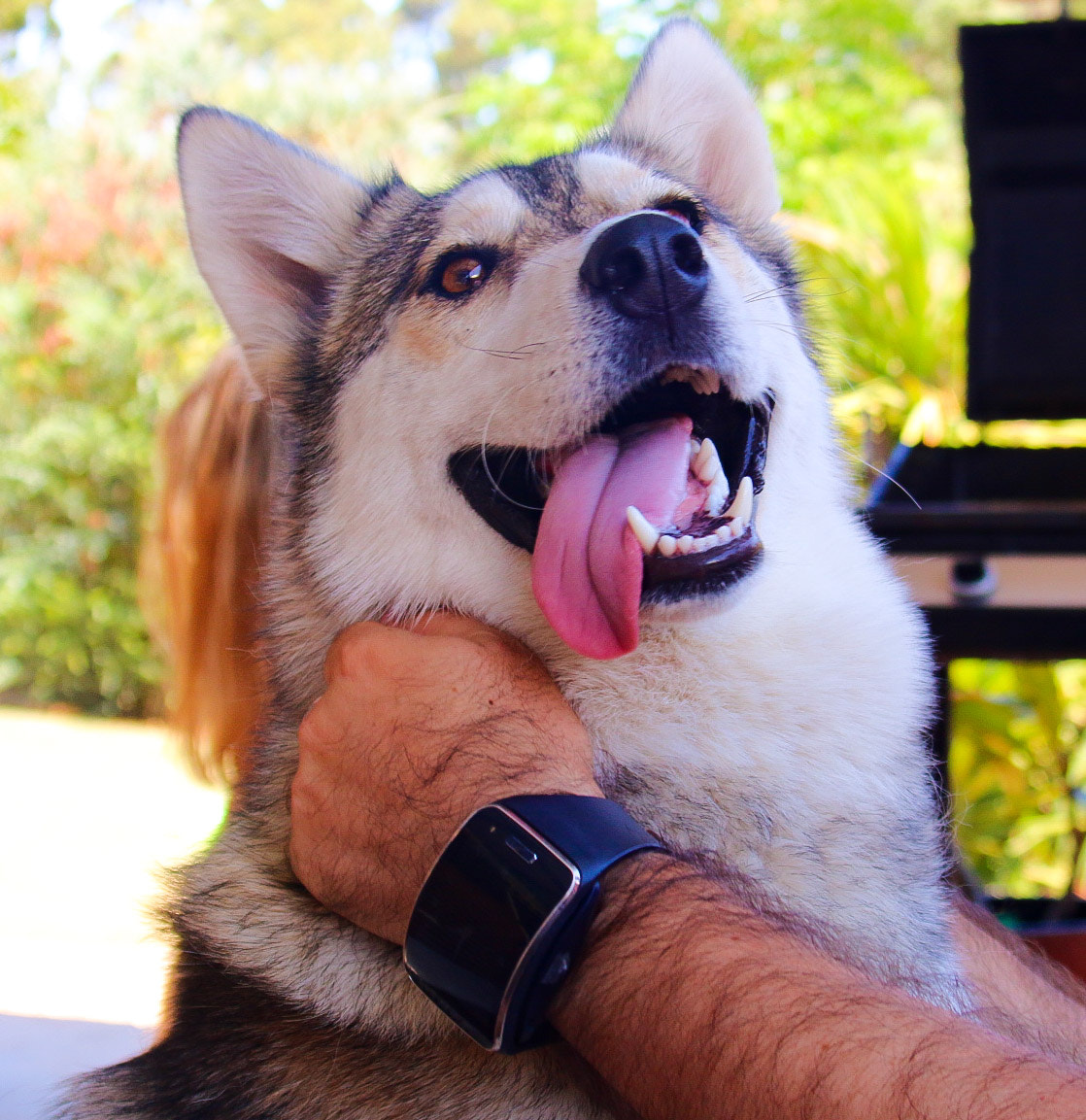 Canon EF 35-135mm f/4-5.6 USM sample photo. Puppy love photography