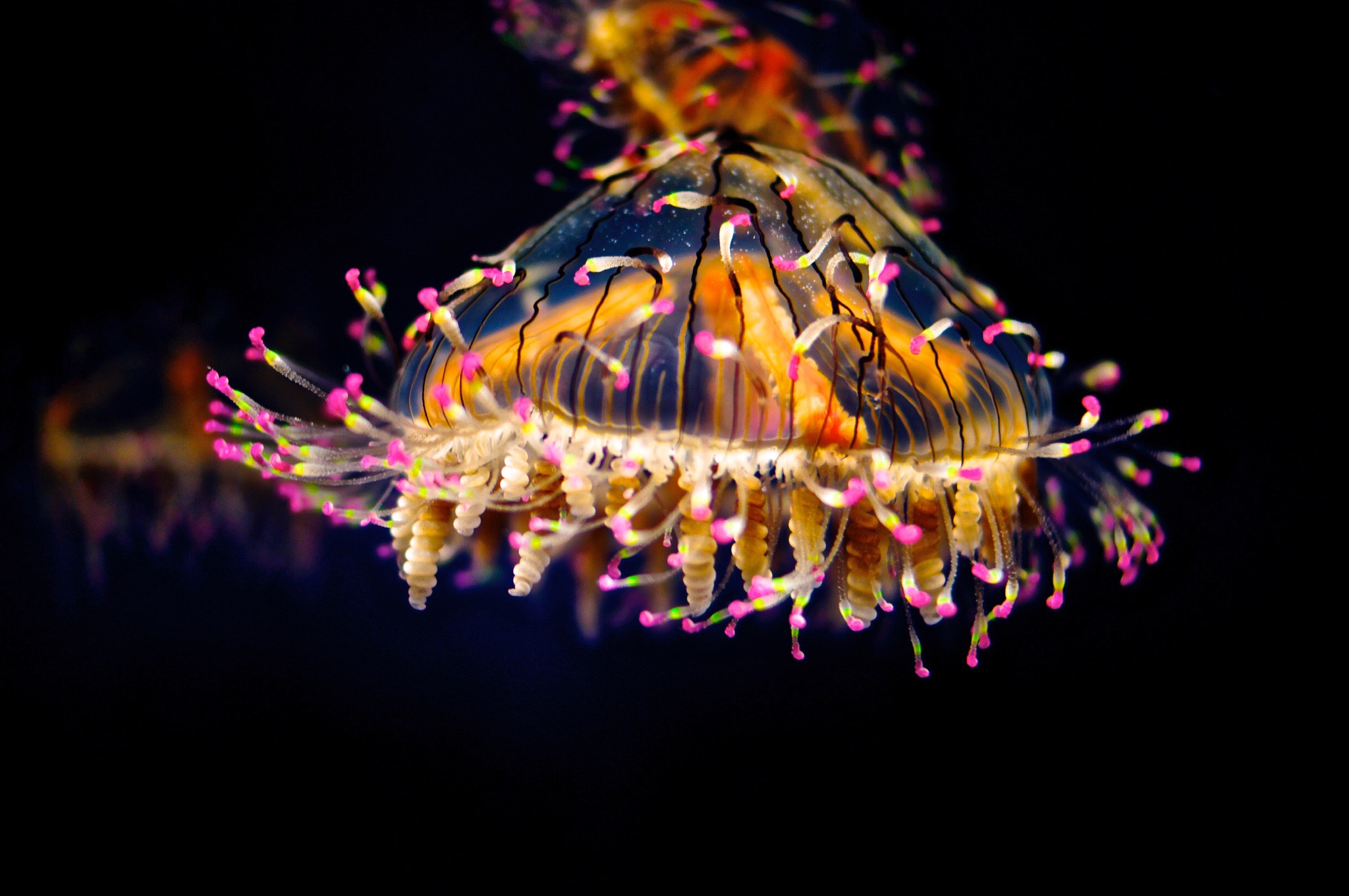 Sony SLT-A35 + Sony DT 35mm F1.8 SAM sample photo. The jellyfish wonder photography