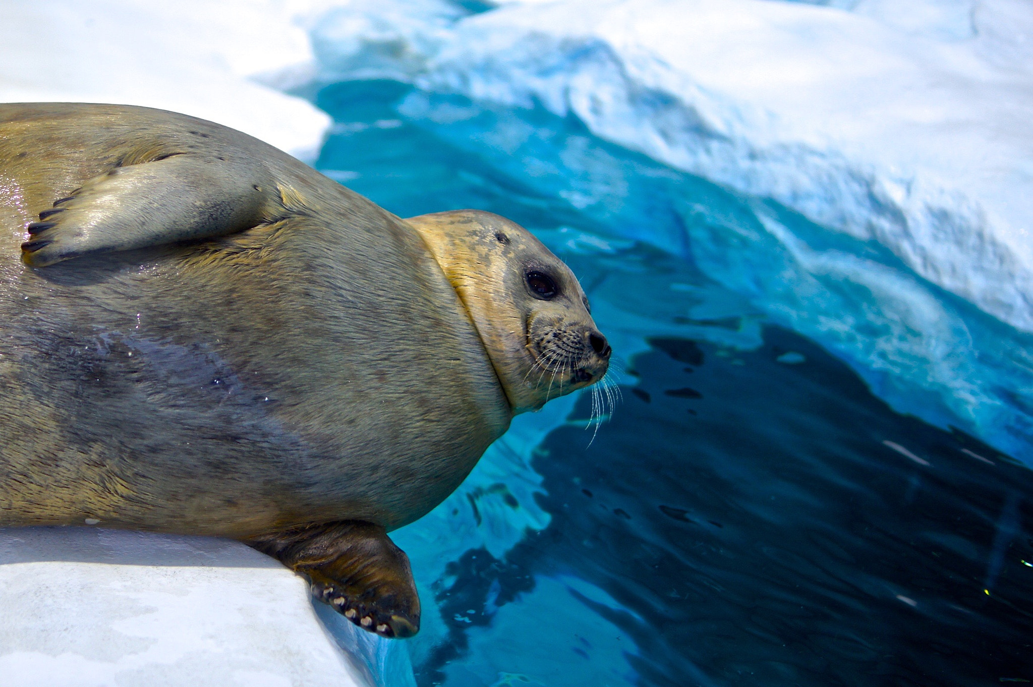 Sony SLT-A35 + Sony DT 35mm F1.8 SAM sample photo. Lazy seal had too much sushi photography