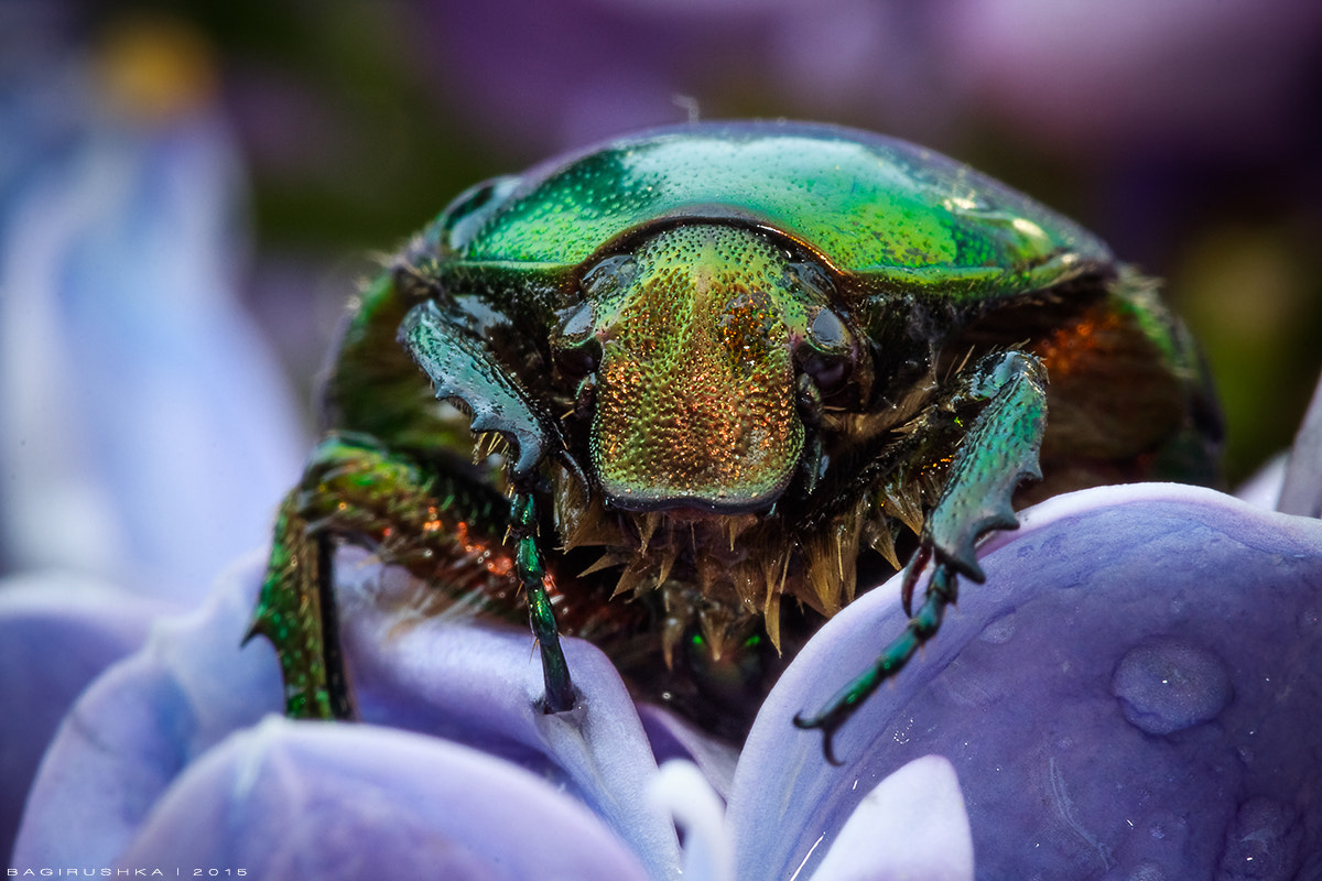 Canon EOS 600D (Rebel EOS T3i / EOS Kiss X5) + Canon EF 100mm F2.8 Macro USM sample photo. Green rose chafer (cetonia aurata) photography