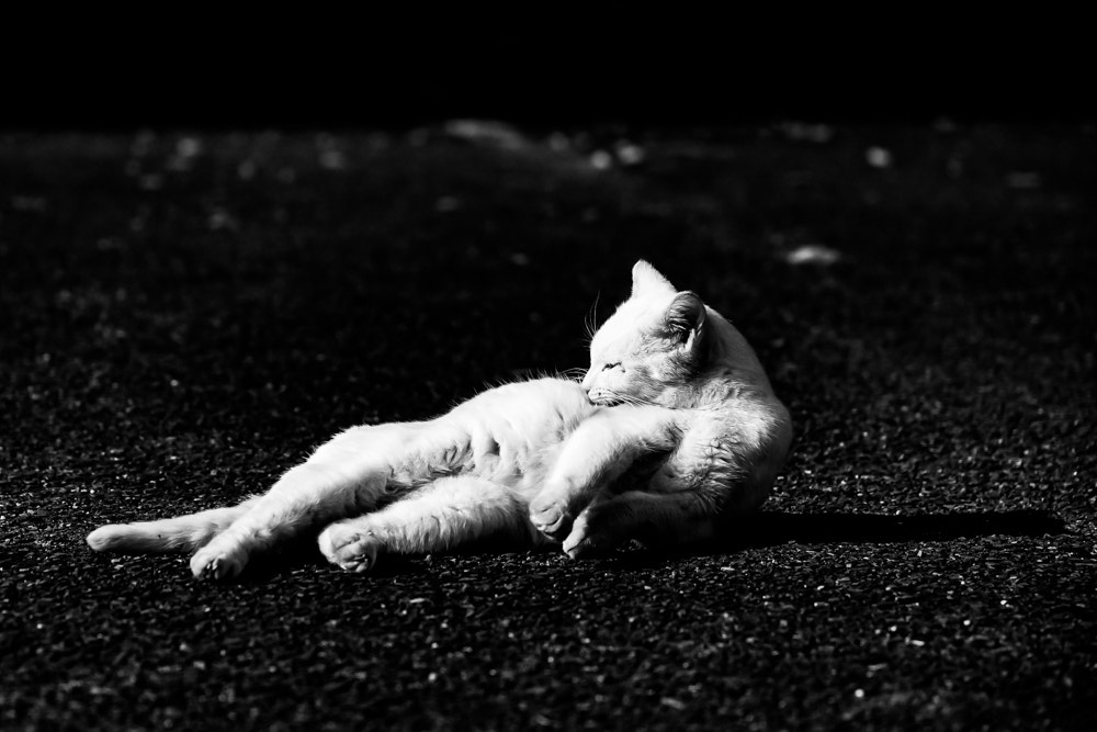 24-105mm F4 sample photo. Stray cat photography