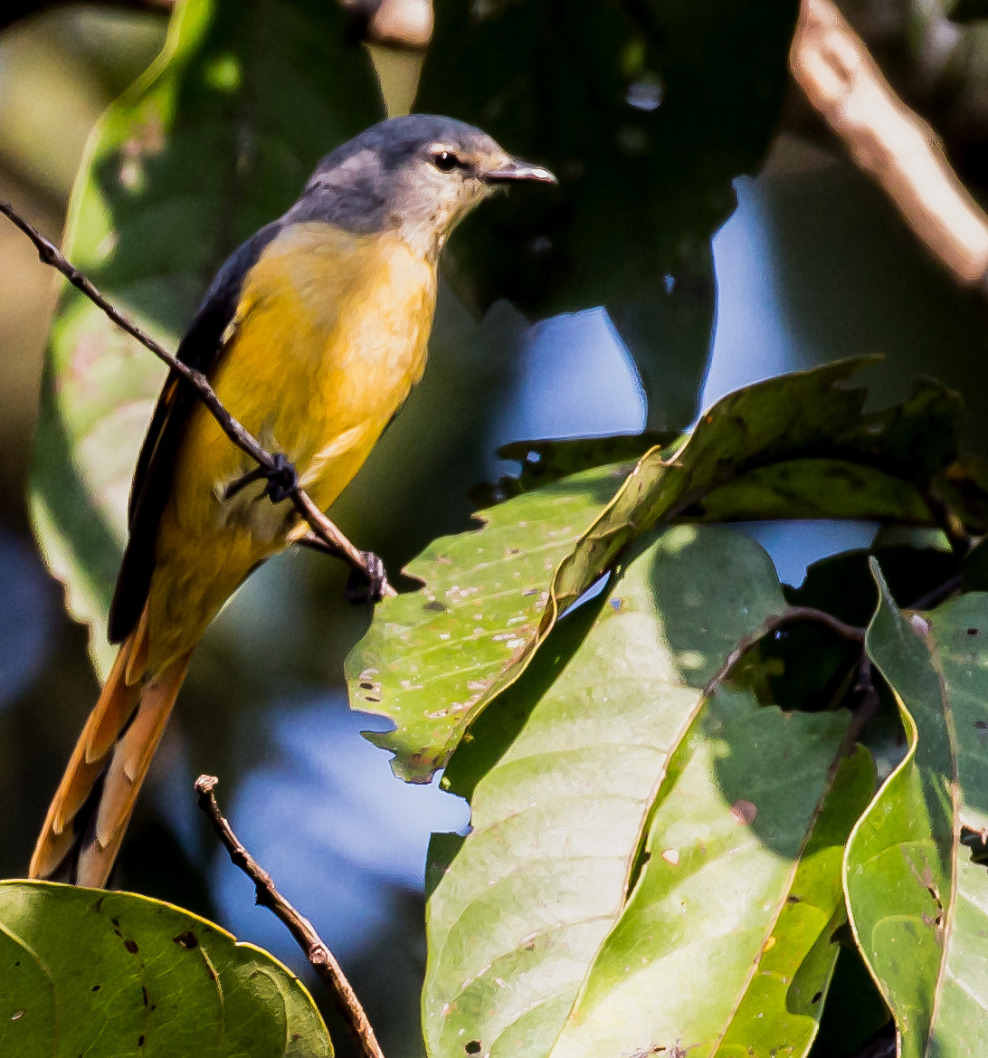 Canon EF 100-400mm F4.5-5.6L IS II USM sample photo. Scarlet minivet - female photography