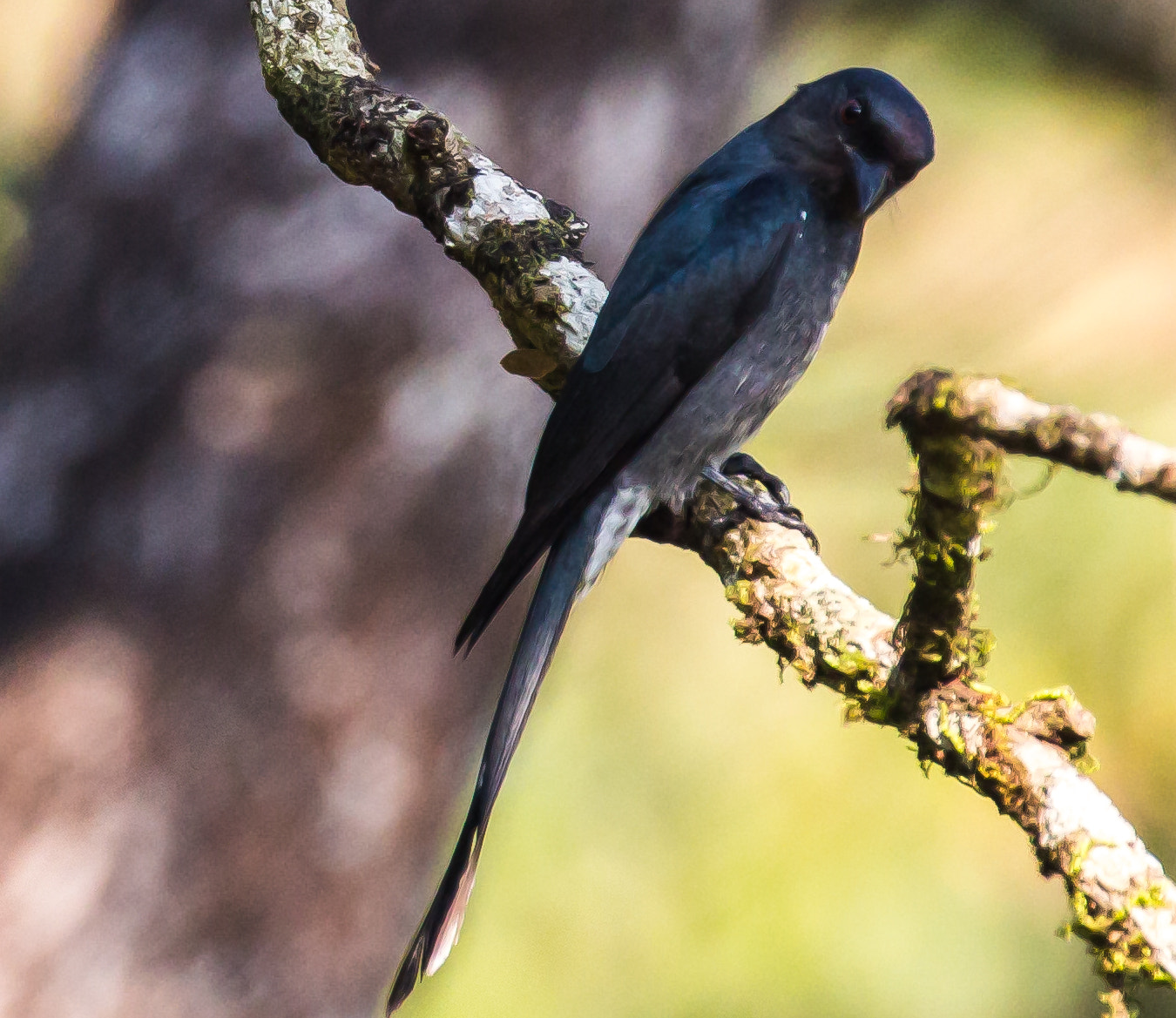 Canon EF 100-400mm F4.5-5.6L IS II USM sample photo. Ashy drongo photography