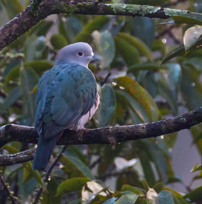 Canon EF 100-400mm F4.5-5.6L IS II USM sample photo. Imperial green pigeon photography
