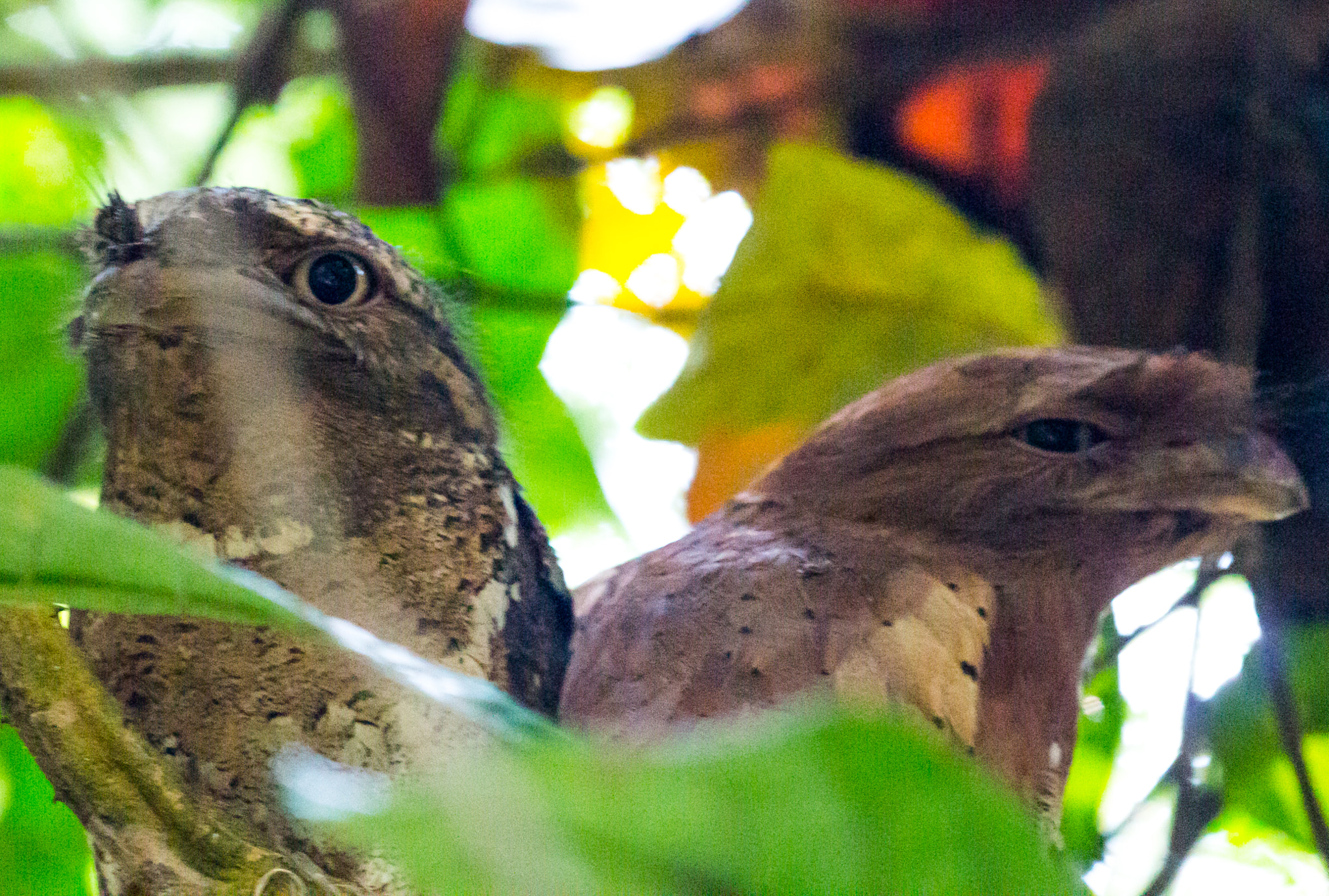 Canon EF 100-400mm F4.5-5.6L IS II USM sample photo. Ceylon frogmouth photography