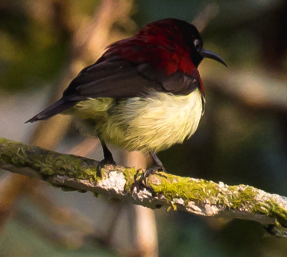 Canon EF 100-400mm F4.5-5.6L IS II USM sample photo. Icrimson backed sunbird photography