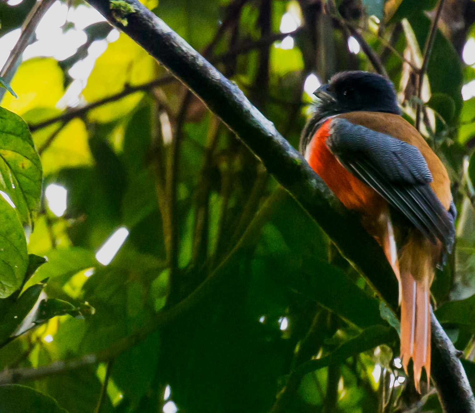 Canon EF 100-400mm F4.5-5.6L IS II USM sample photo. Malabar trogan - male photography