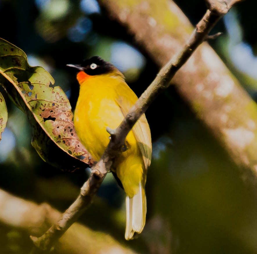Canon EF 100-400mm F4.5-5.6L IS II USM sample photo. Flame throated bulbul photography