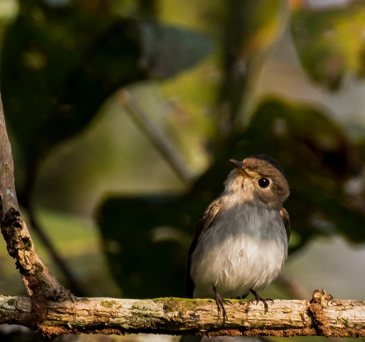 Canon EF 100-400mm F4.5-5.6L IS II USM sample photo. Asian brown flycatcher photography
