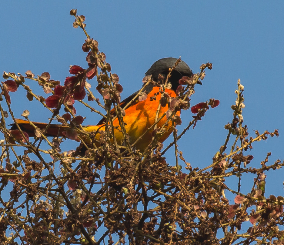 Canon EF 100-400mm F4.5-5.6L IS II USM sample photo. Scarlet minivet - male photography