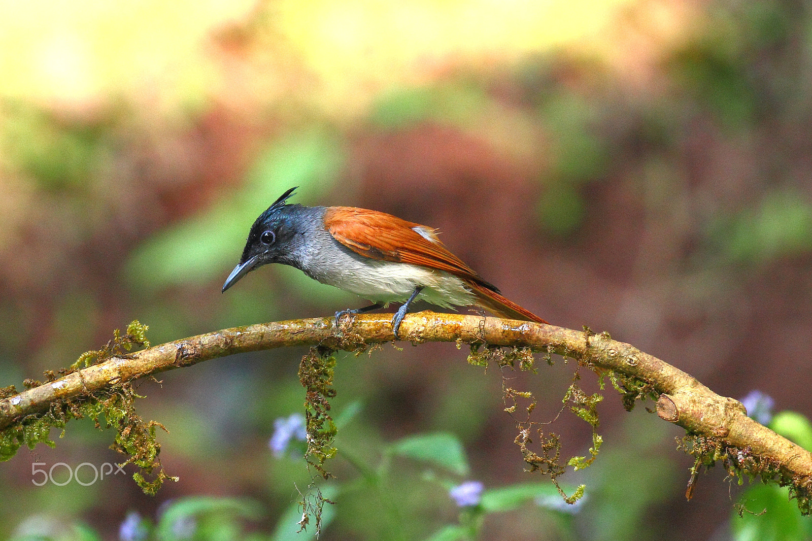 Canon EOS 600D (Rebel EOS T3i / EOS Kiss X5) + Canon EF 100-400mm F4.5-5.6L IS II USM sample photo. Paradise fly catcher photography