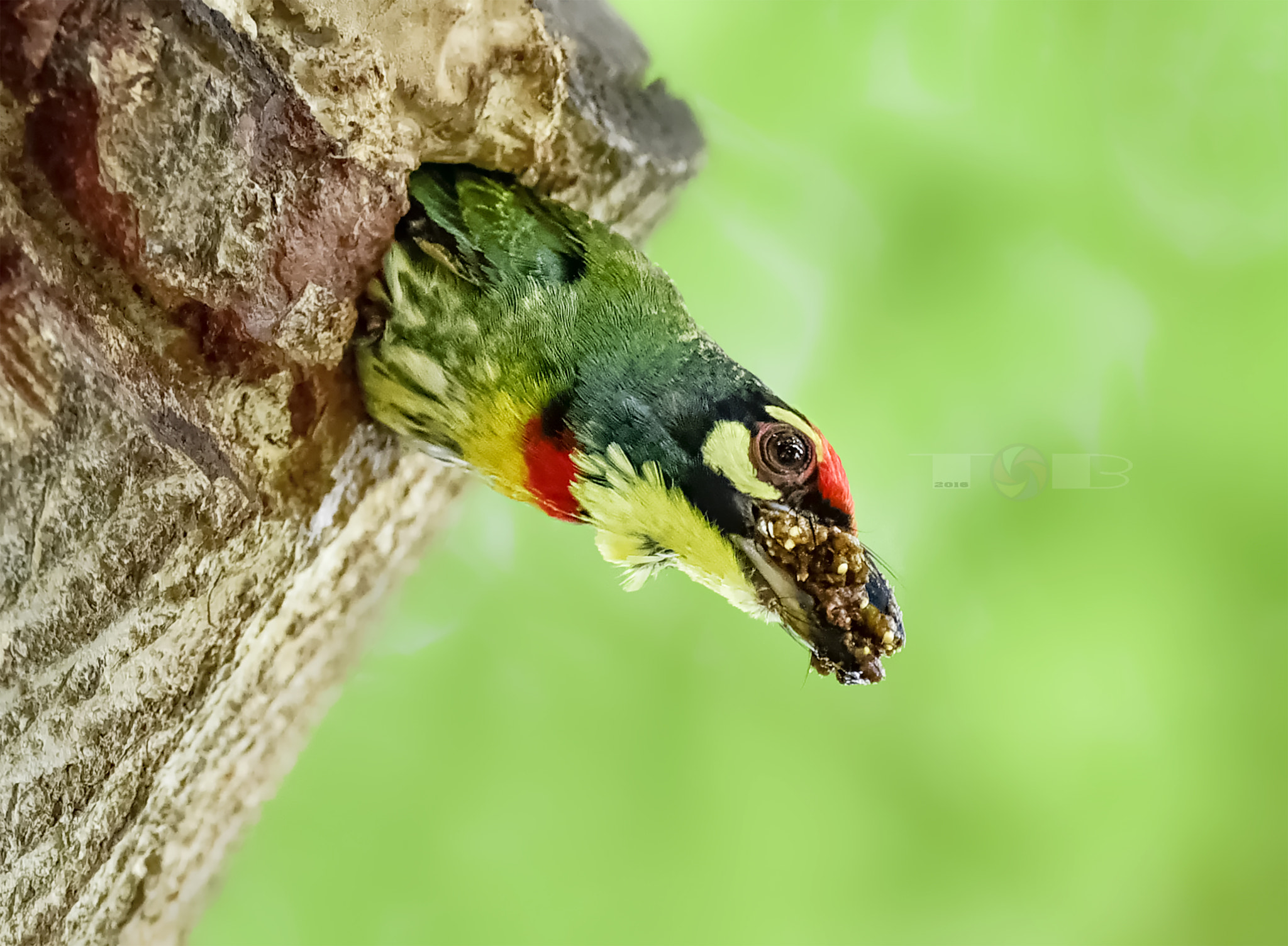 Nikon D750 + Nikon AF-S Nikkor 600mm F4D ED-IF II sample photo. Coppersmith barbet photography