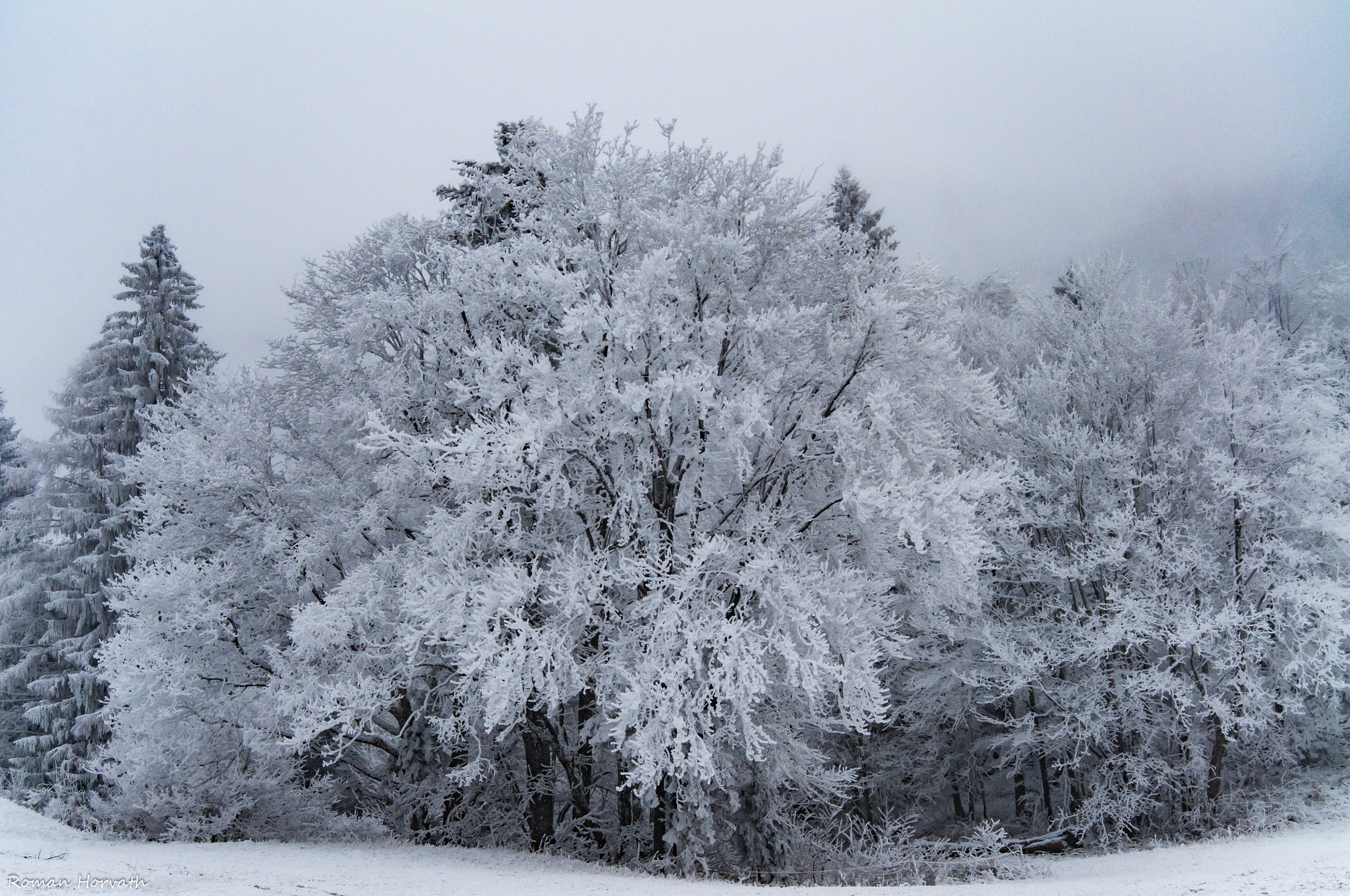 AF Zoom-Nikkor 28-70mm f/3.5-4.5D sample photo. Beautiful cold photography