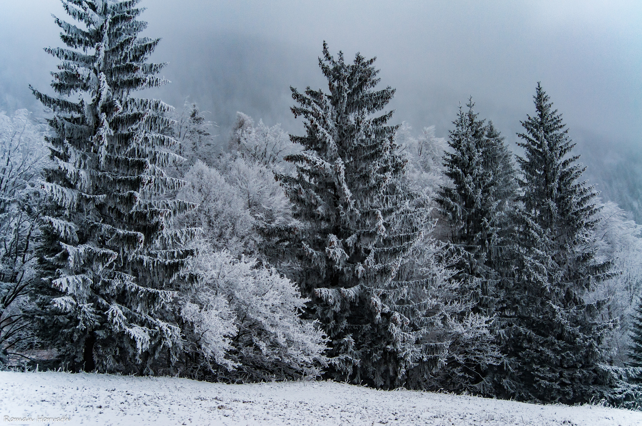 AF Zoom-Nikkor 28-70mm f/3.5-4.5D sample photo. Beautiful cold photography