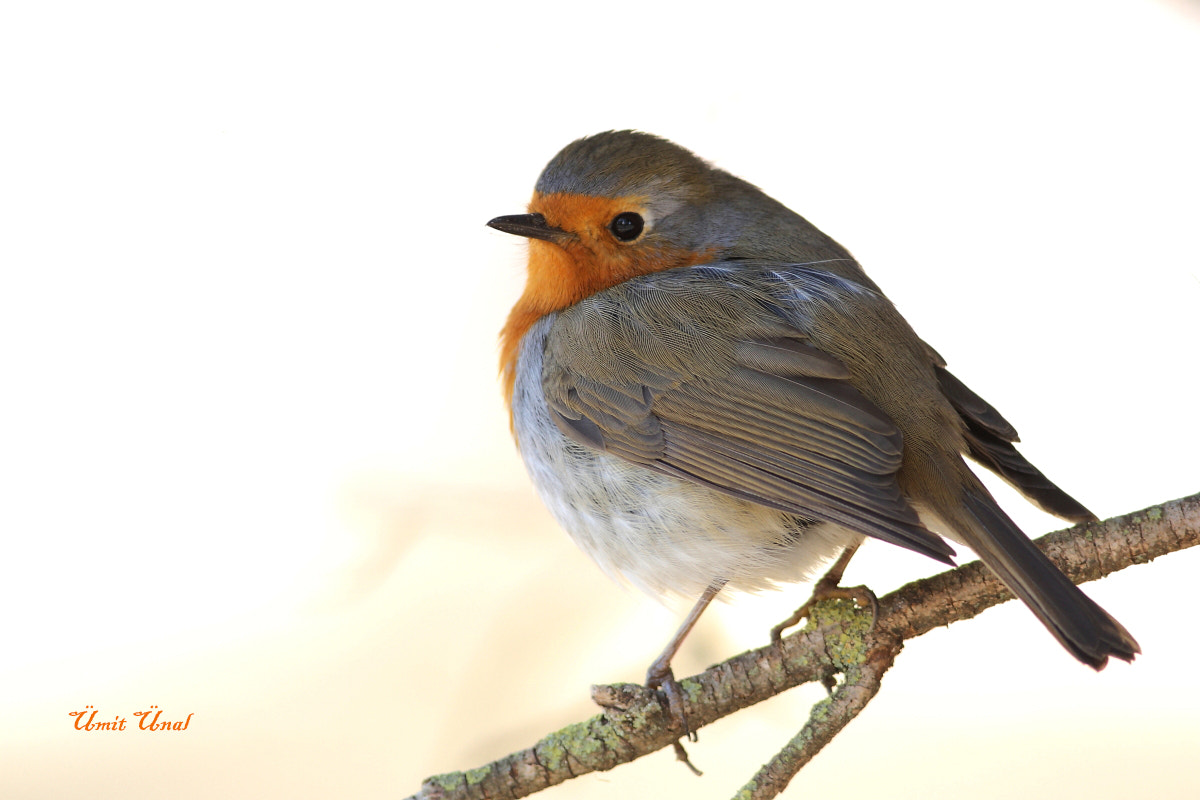 Canon EOS 40D + Canon EF 400mm F5.6L USM sample photo. European robin photography