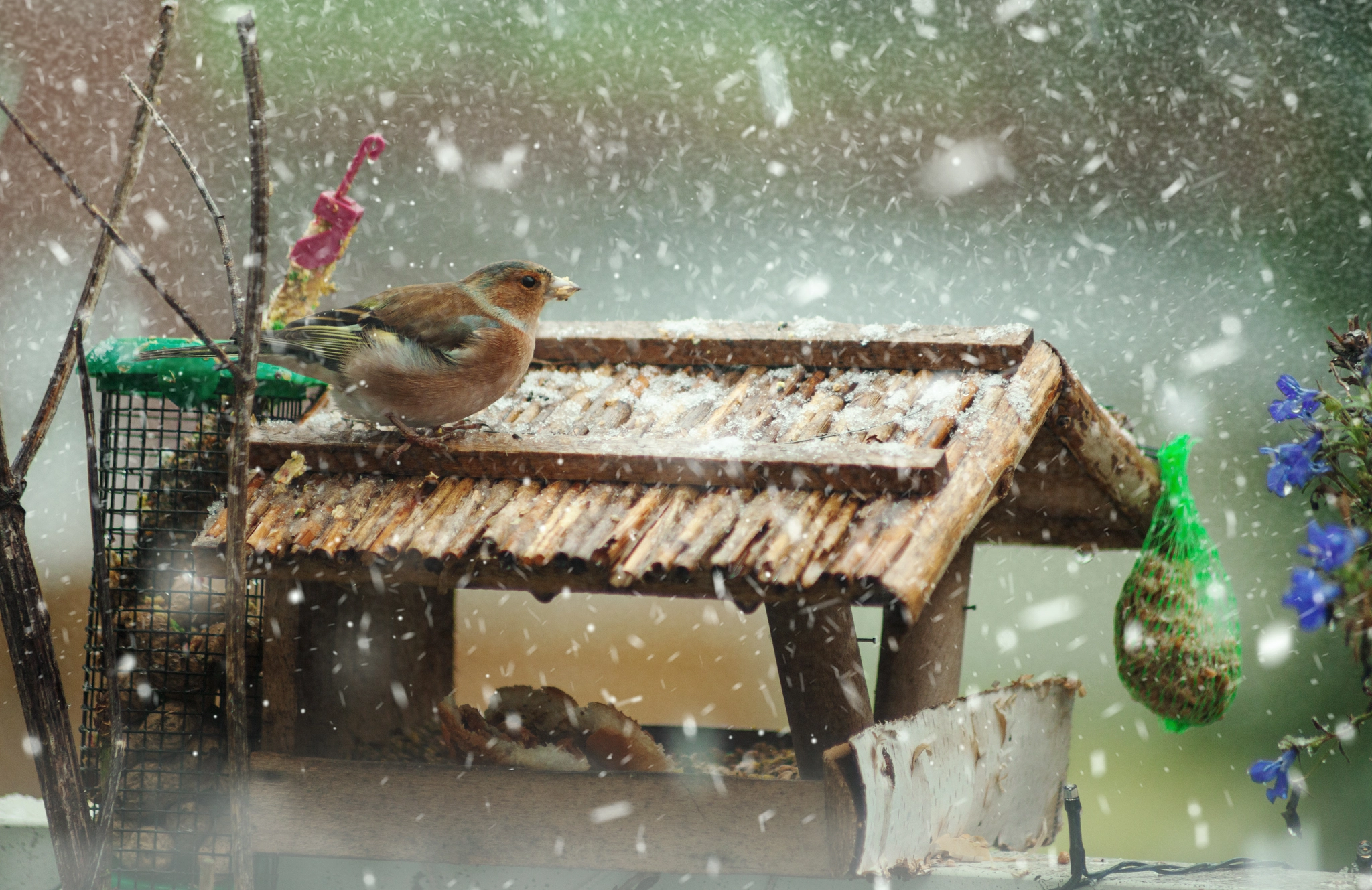 Canon EF 70-210mm f/4 sample photo. First snow,s guest photography