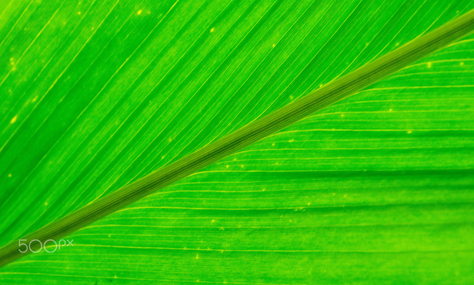 Sony Alpha DSLR-A580 sample photo. Palpable photography