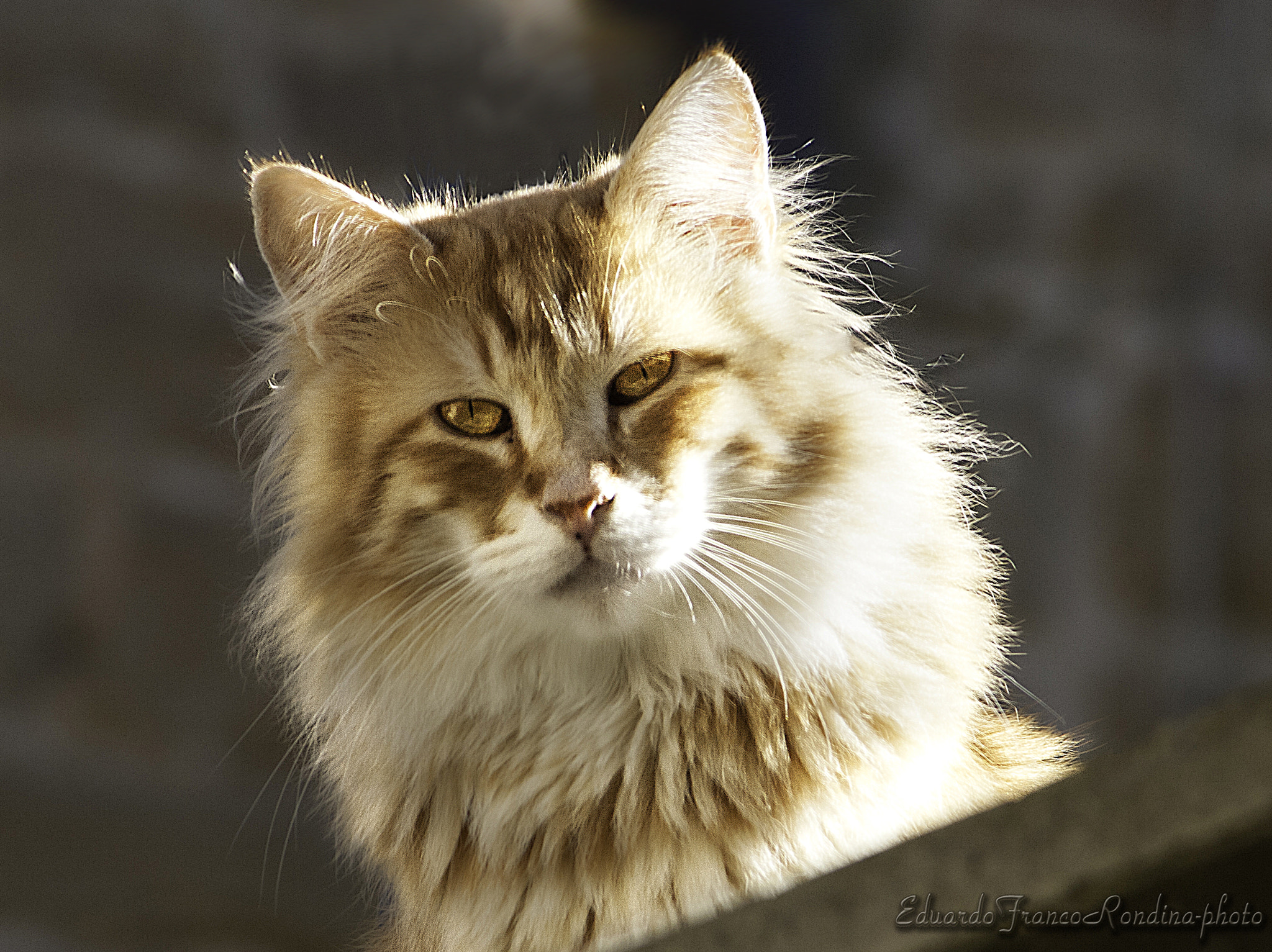 Canon EF 55-200mm F4.5-5.6 II USM sample photo. Kitten photography