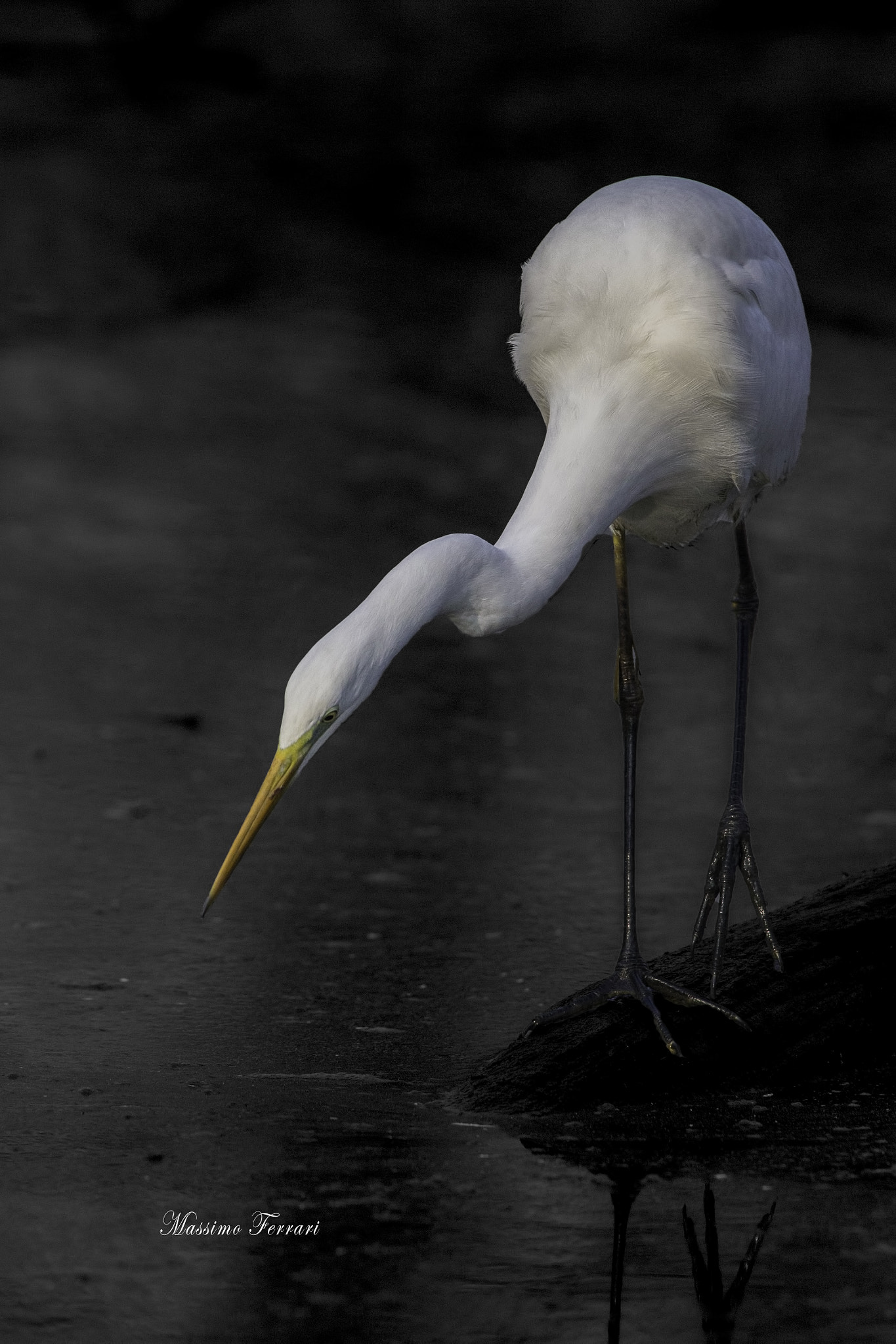 Canon EF 300mm F2.8L IS USM sample photo. Airone bianco maggiore photography