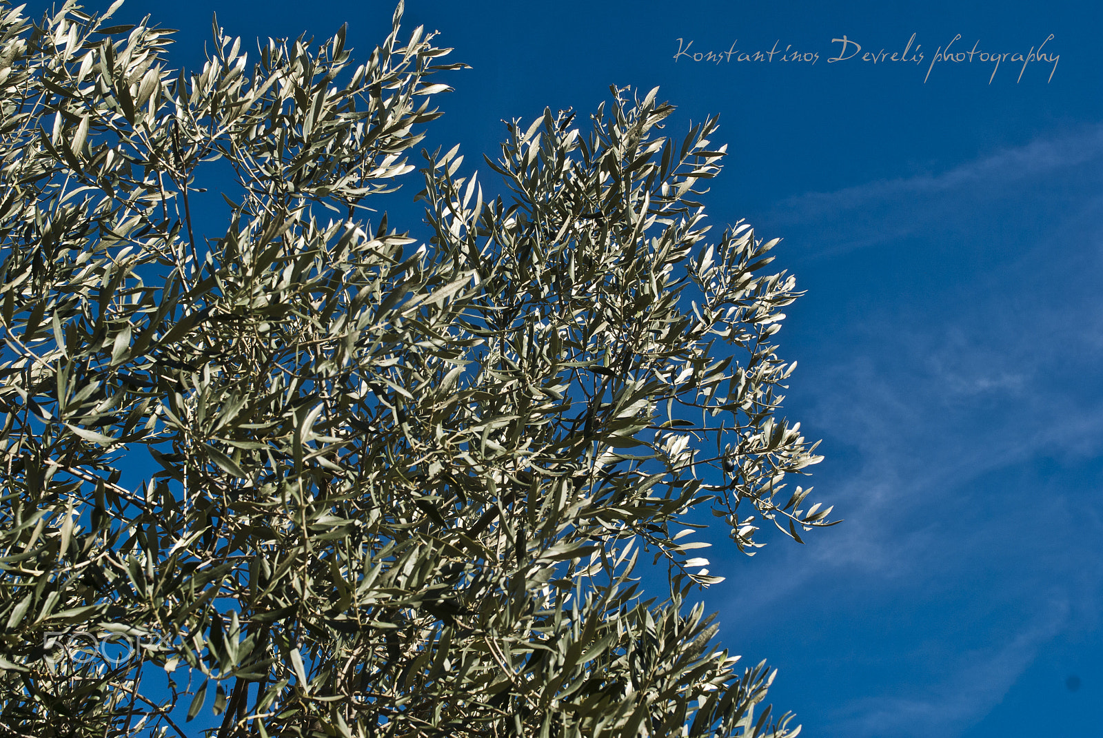 Nikon AF-S Nikkor 28-70mm F2.8 ED-IF sample photo. Olive tree photography