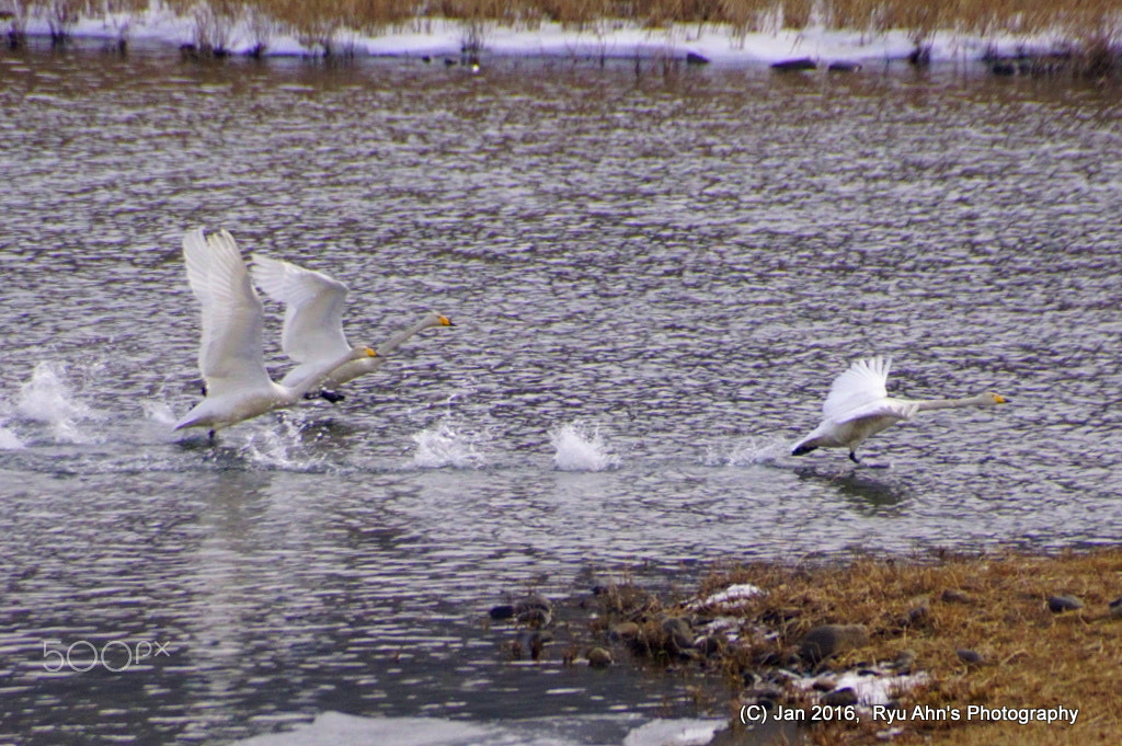 Sony DT 18-250mm F3.5-6.3 sample photo. Warm up for flying photography