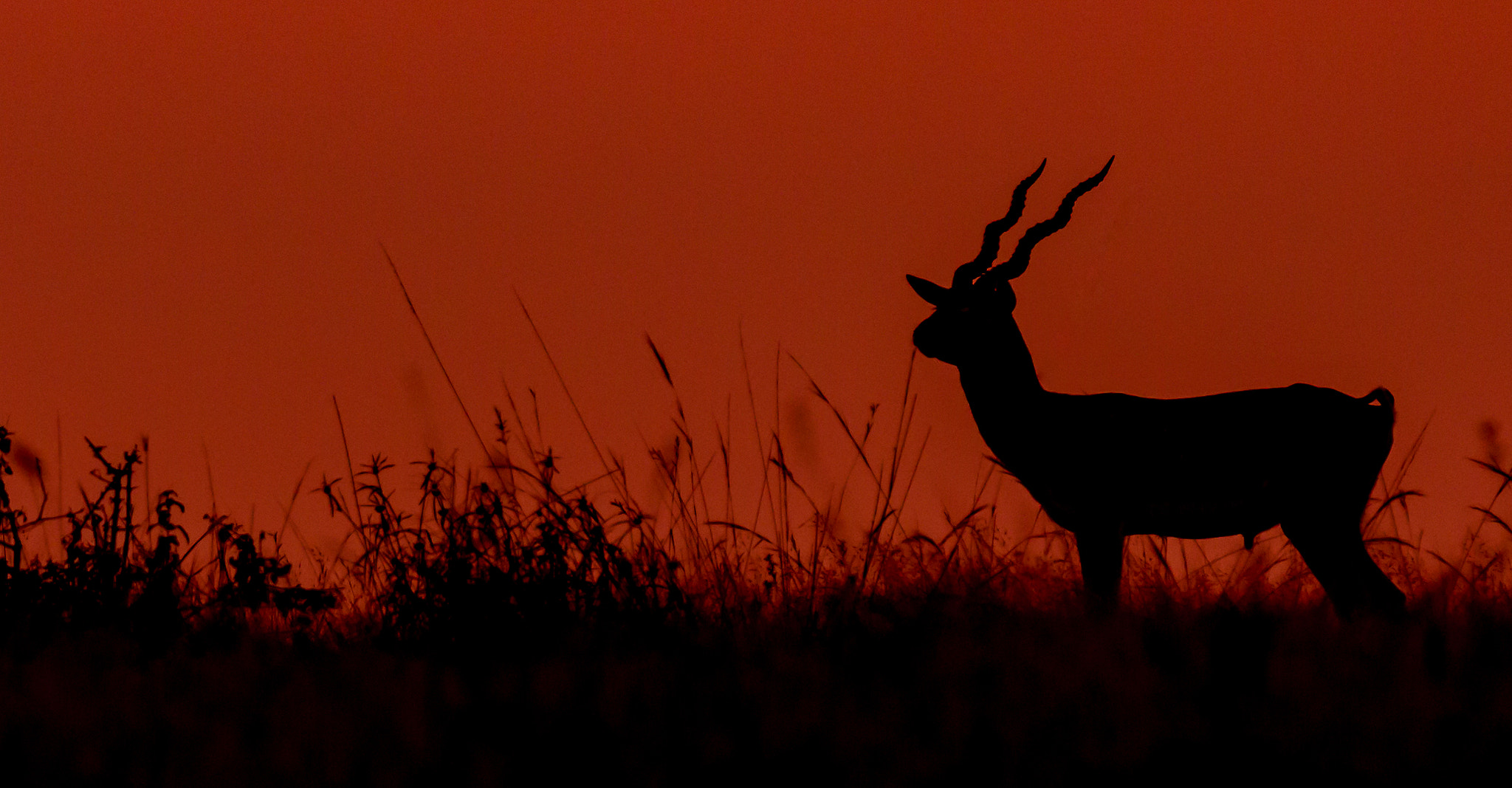 Canon EF 100-400mm F4.5-5.6L IS II USM sample photo. Stag at sunset....!!! photography