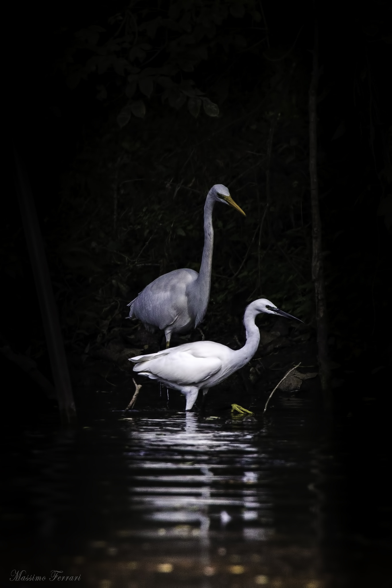 Canon EF 300mm F2.8L IS USM sample photo. Airone bianco maggiore in compagnia photography