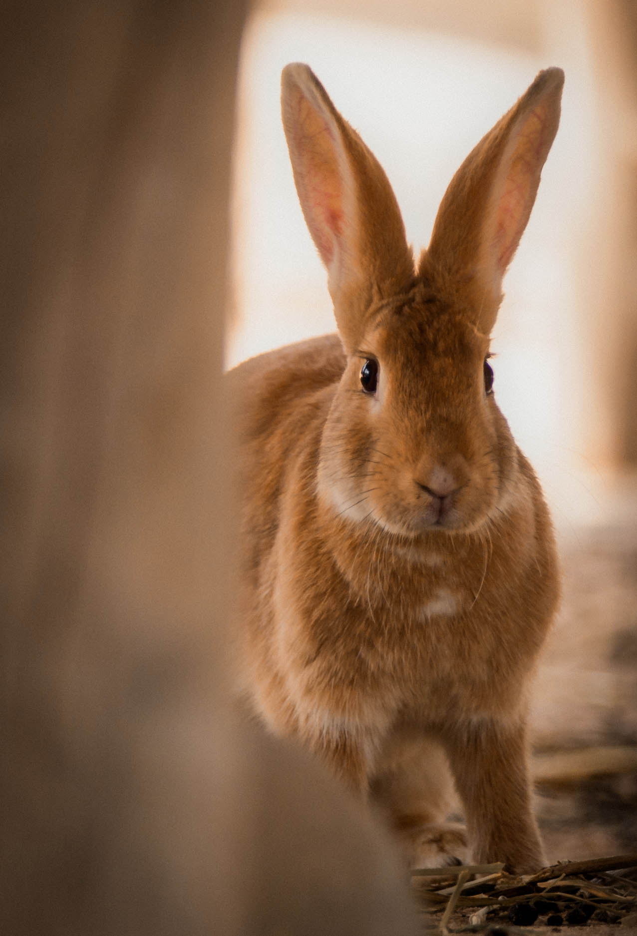 Canon EOS 6D + Canon EF 300mm F2.8L IS USM sample photo. Bunny photography