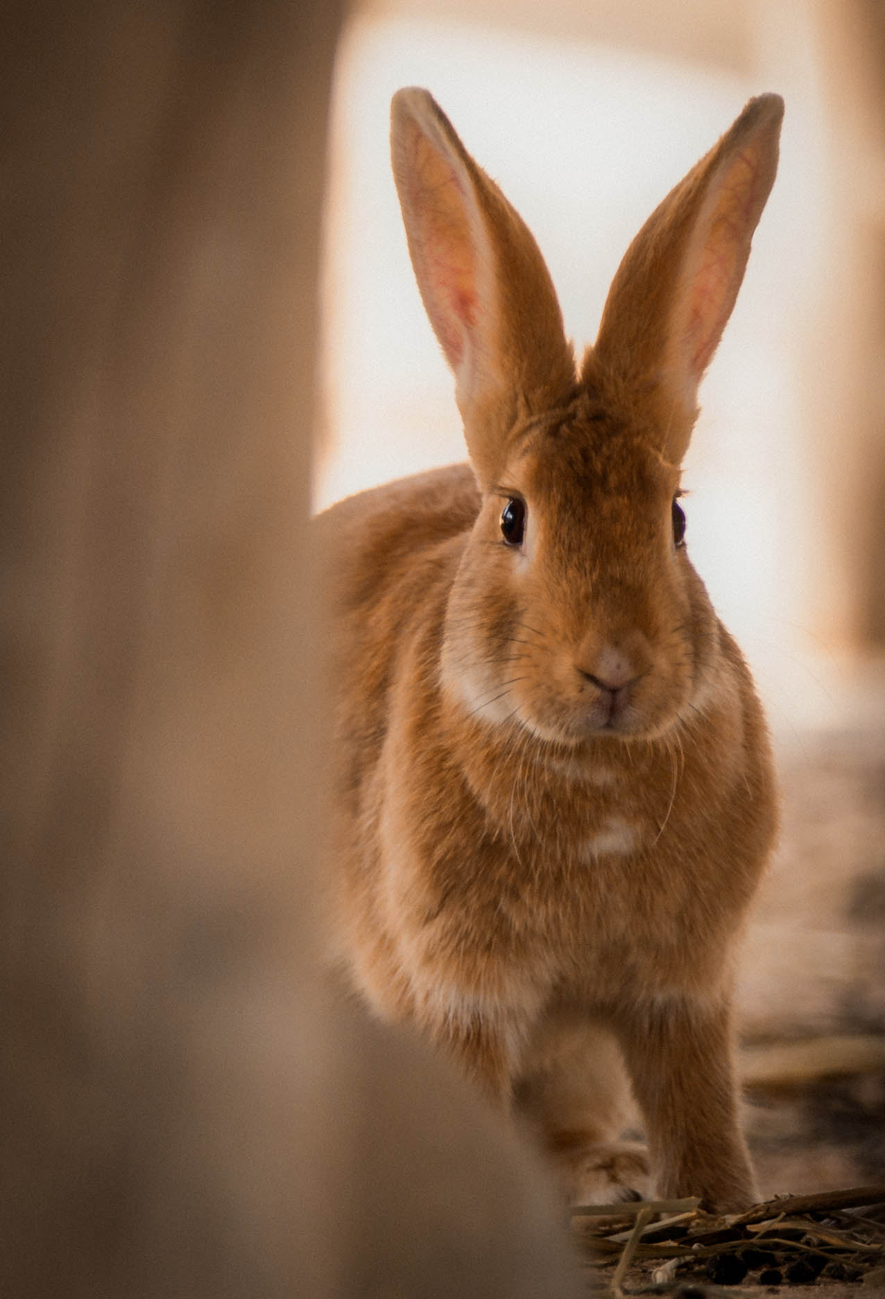 Canon EF 300mm F2.8L IS USM sample photo. Bunny photography