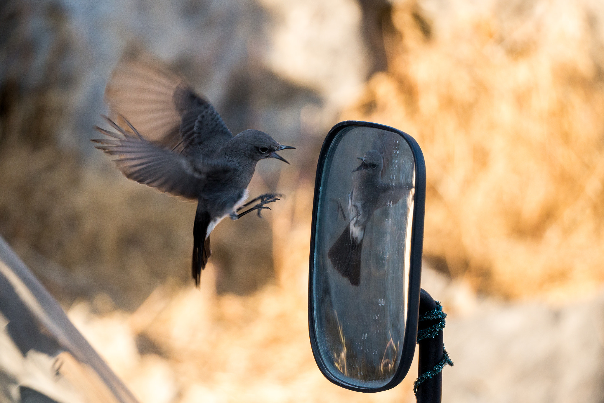 Panasonic Lumix DMC-GH3 sample photo. Bird fight photography