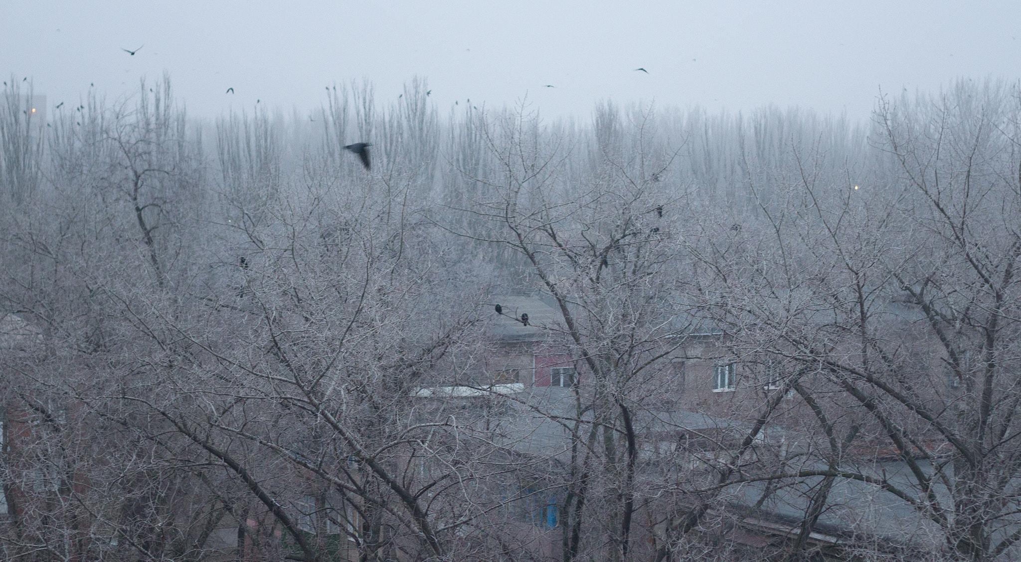 Canon EOS M + Canon EF 50mm F1.8 II sample photo. Crows photography