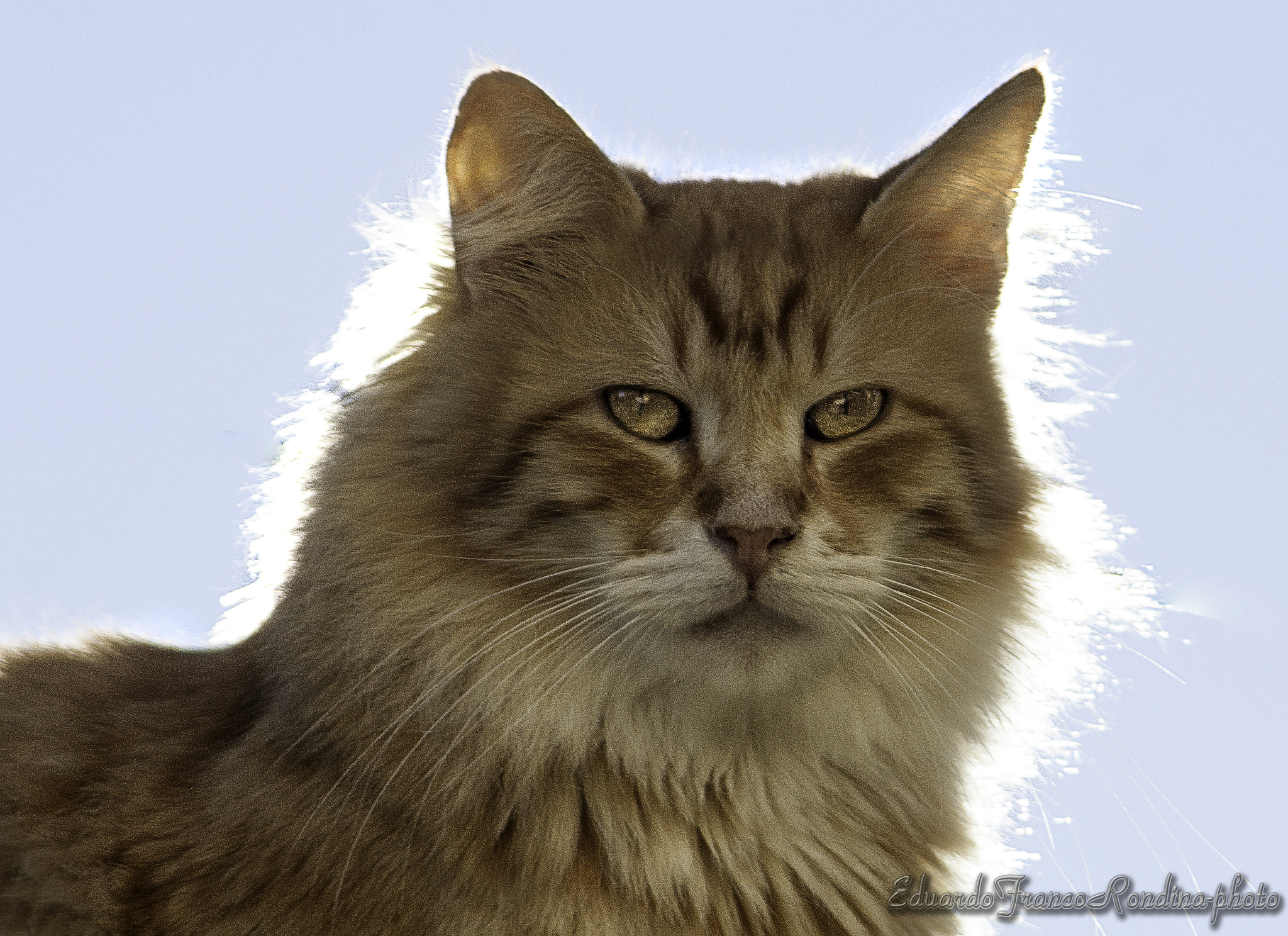 Canon EF 55-200mm F4.5-5.6 II USM sample photo. ...almost a lion ... photography