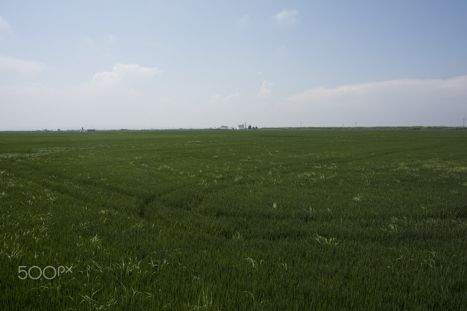 Nikon D810 + Nikon AF Nikkor 24mm F2.8D sample photo. Rice fields parc natural de l'albufera , valencia, photography