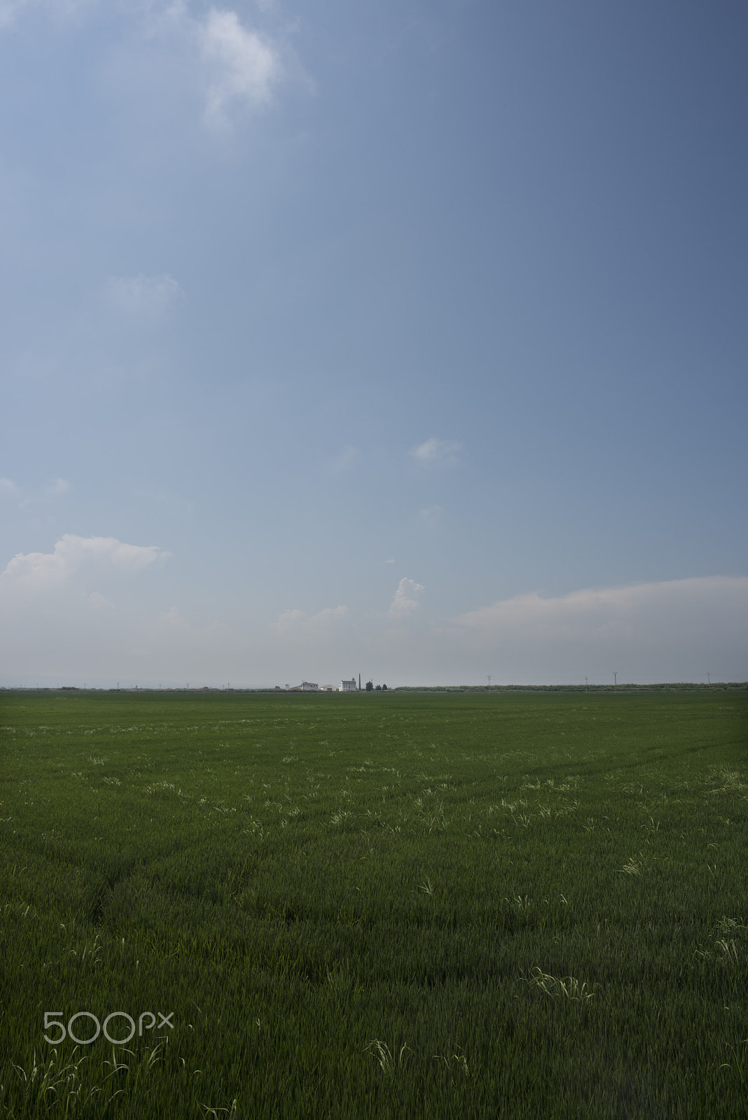 Nikon D810 + Nikon AF Nikkor 24mm F2.8D sample photo. Rice fields parc natural de l'albufera , valencia, photography