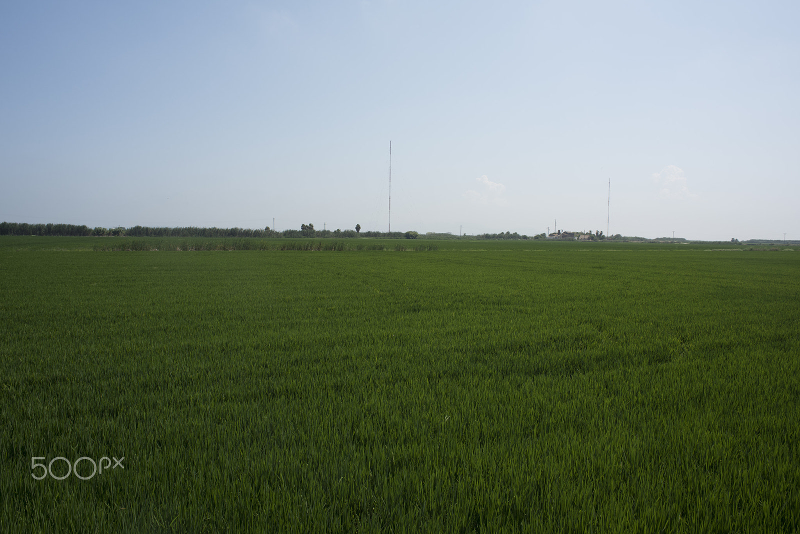 Nikon D810 + Nikon AF Nikkor 24mm F2.8D sample photo. Rice fields parc natural de l'albufera , valencia, photography