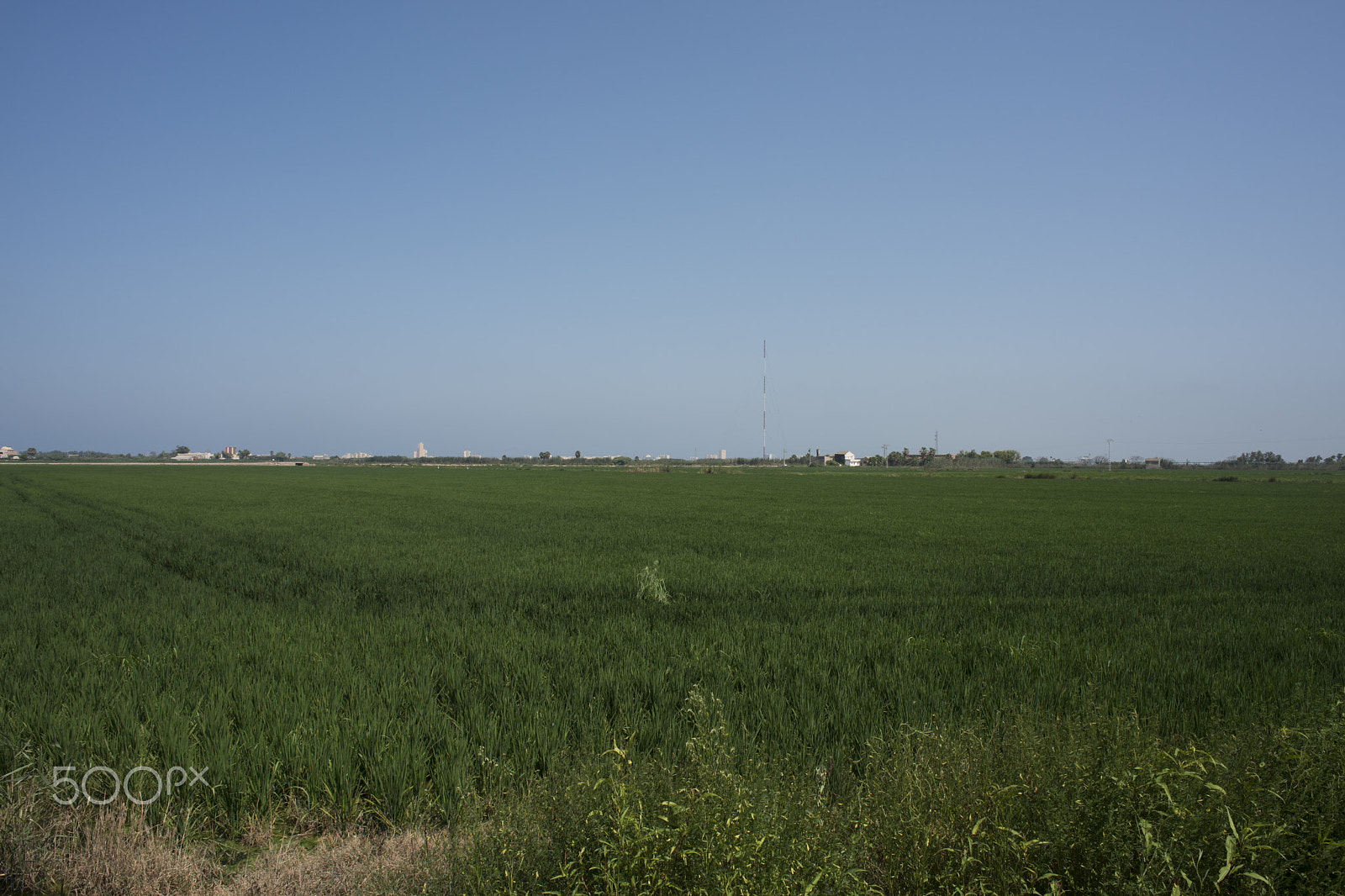 Nikon D810 + Nikon AF Nikkor 24mm F2.8D sample photo. Rice fields parc natural de l'albufera , valencia, photography