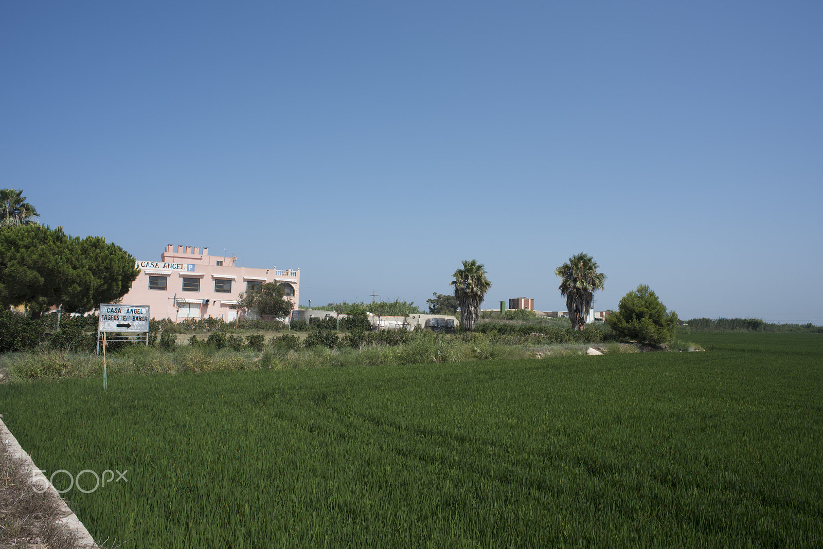 Nikon D810 + Nikon AF Nikkor 24mm F2.8D sample photo. Rice fields parc natural de l'albufera , valencia, photography