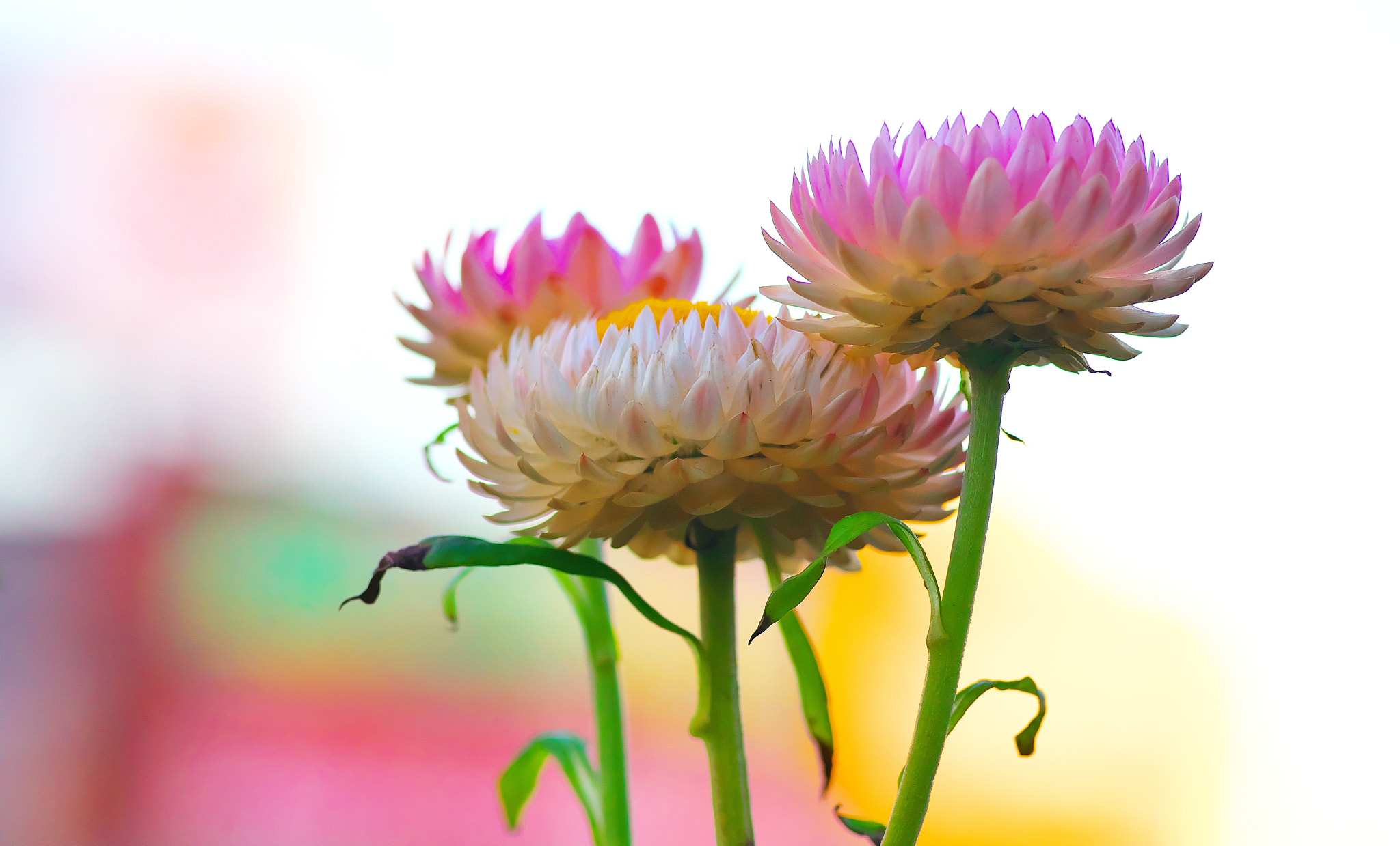 Sony a7 + 135mm F2.8[T4.5] STF sample photo. Name is ? photography