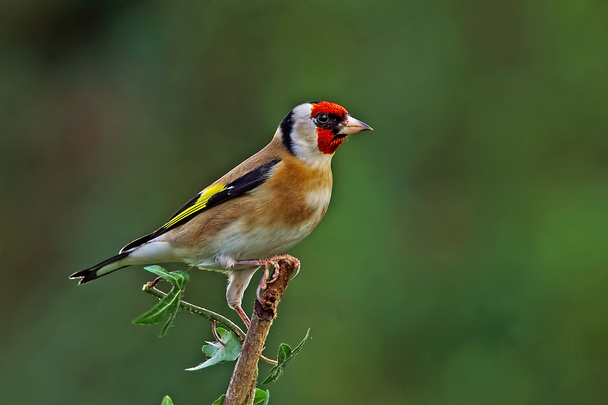 Sony a99 II + Minolta AF 300mm F2.8 HS-APO G sample photo. Goldfinch photography