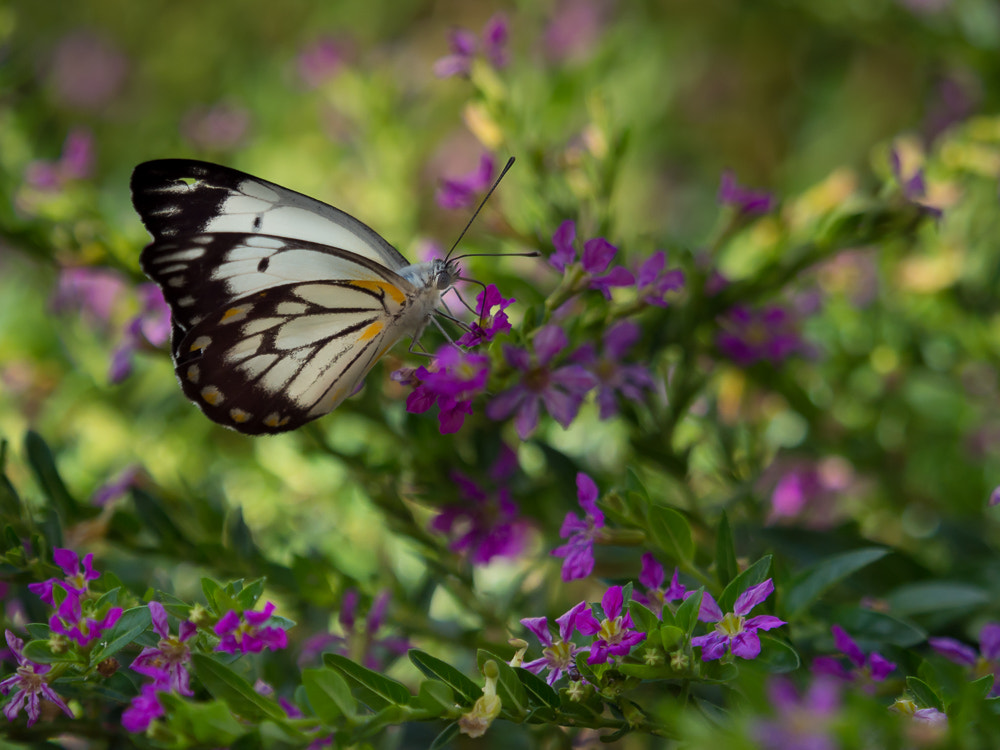 Olympus OM-D E-M5 + Olympus M.Zuiko Digital ED 40-150mm F2.8 Pro sample photo. Butterfly on purple photography