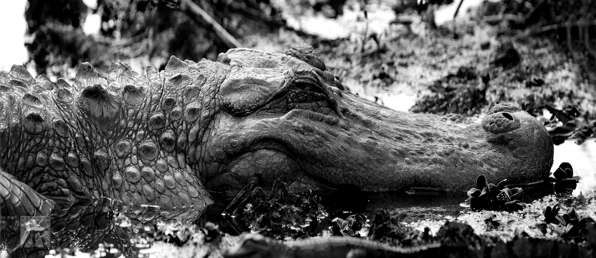 Nikon D300 + Nikon AF-S Nikkor 600mm F4G ED VR sample photo. American alligator photography