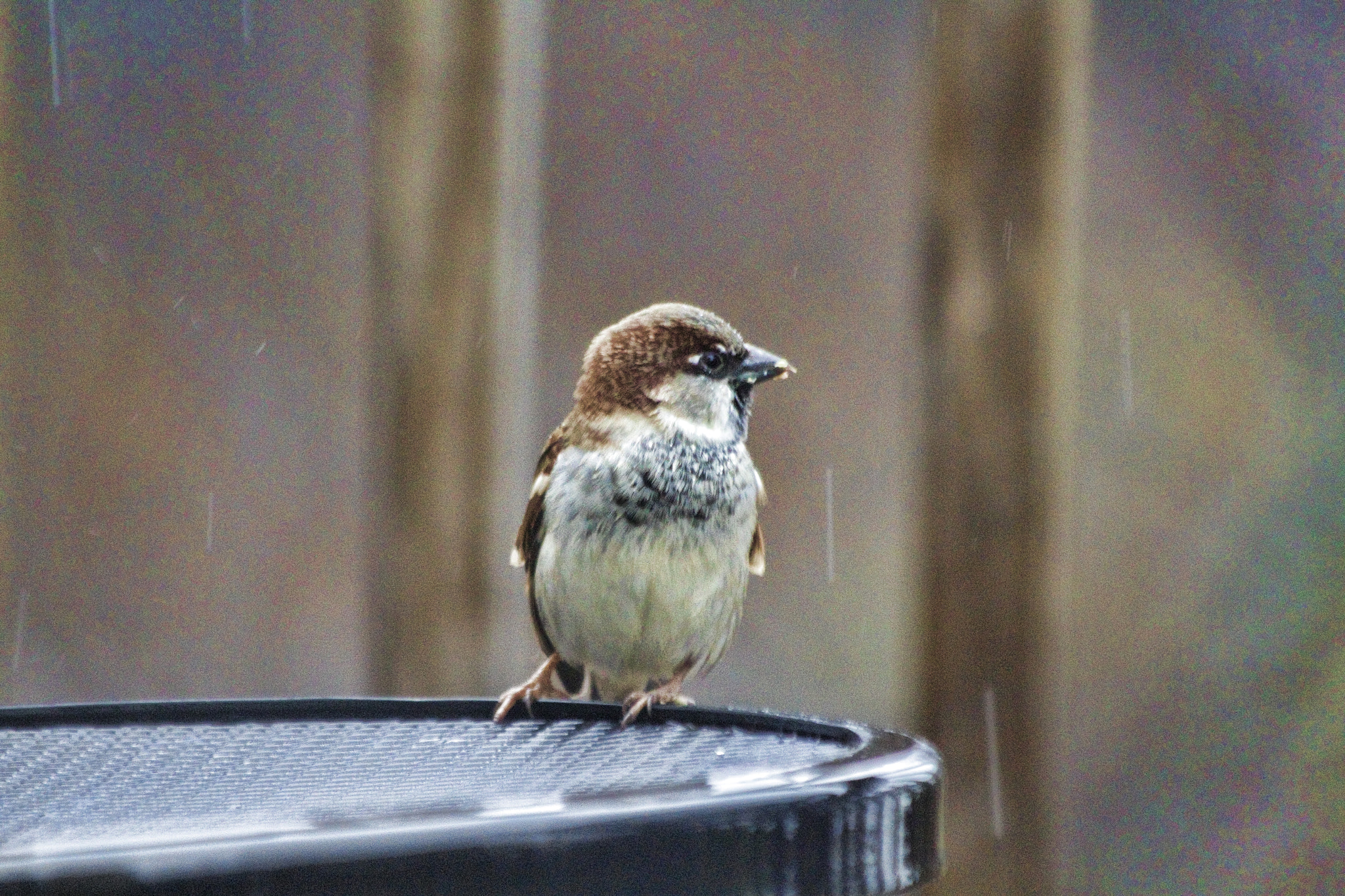 Canon EF 70-300mm F4-5.6 IS USM sample photo. Bird close up photography
