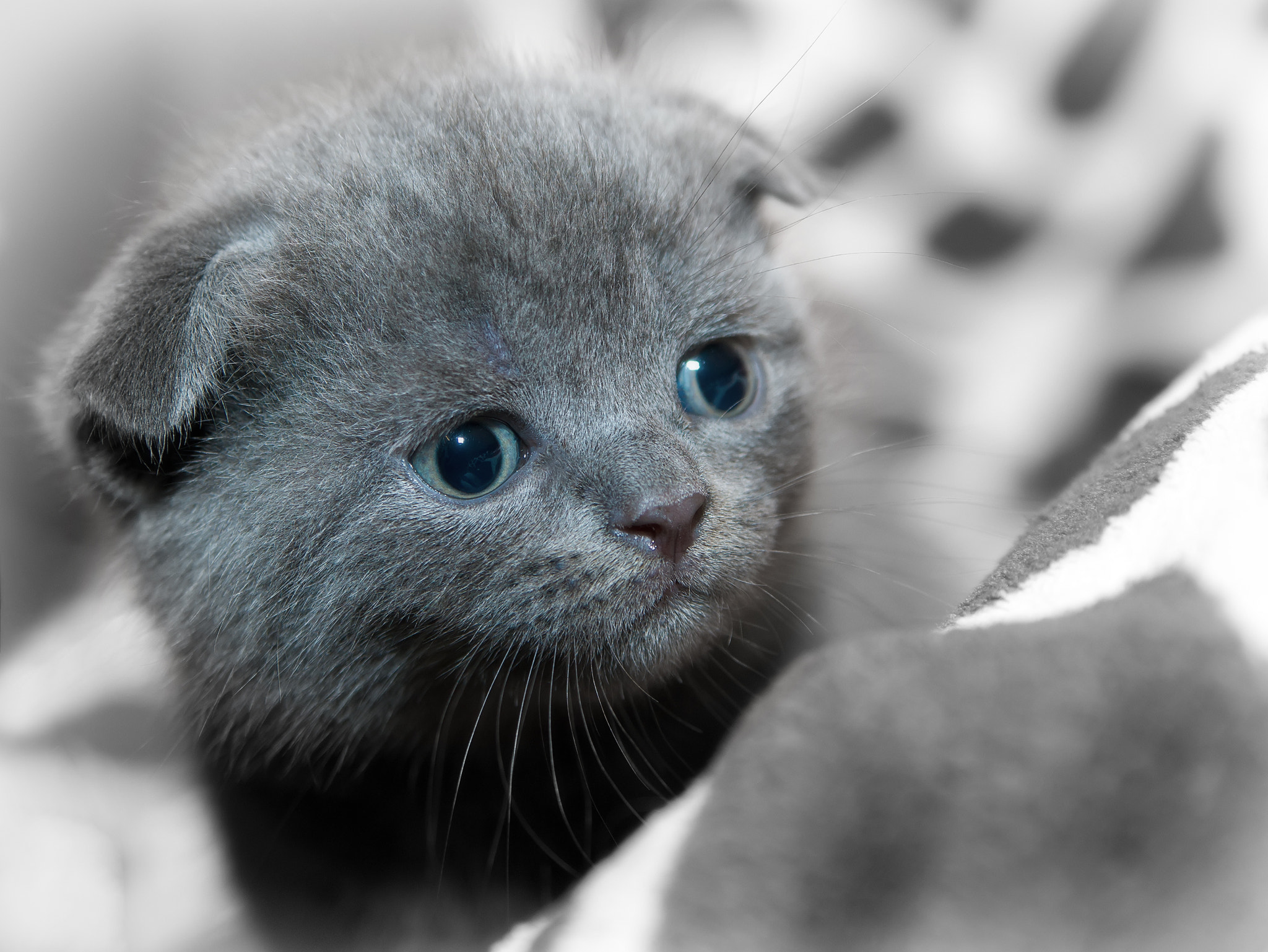 Sony Alpha DSLR-A850 + Sony 28-75mm F2.8 SAM sample photo. Kitten. photography