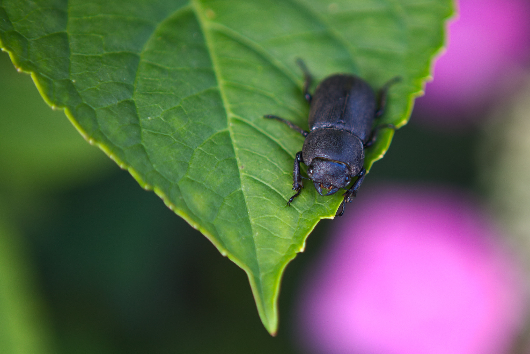 Canon EOS 760D (EOS Rebel T6s / EOS 8000D) + Canon EF 24-70mm F2.8L USM sample photo. Lucanus cervus photography