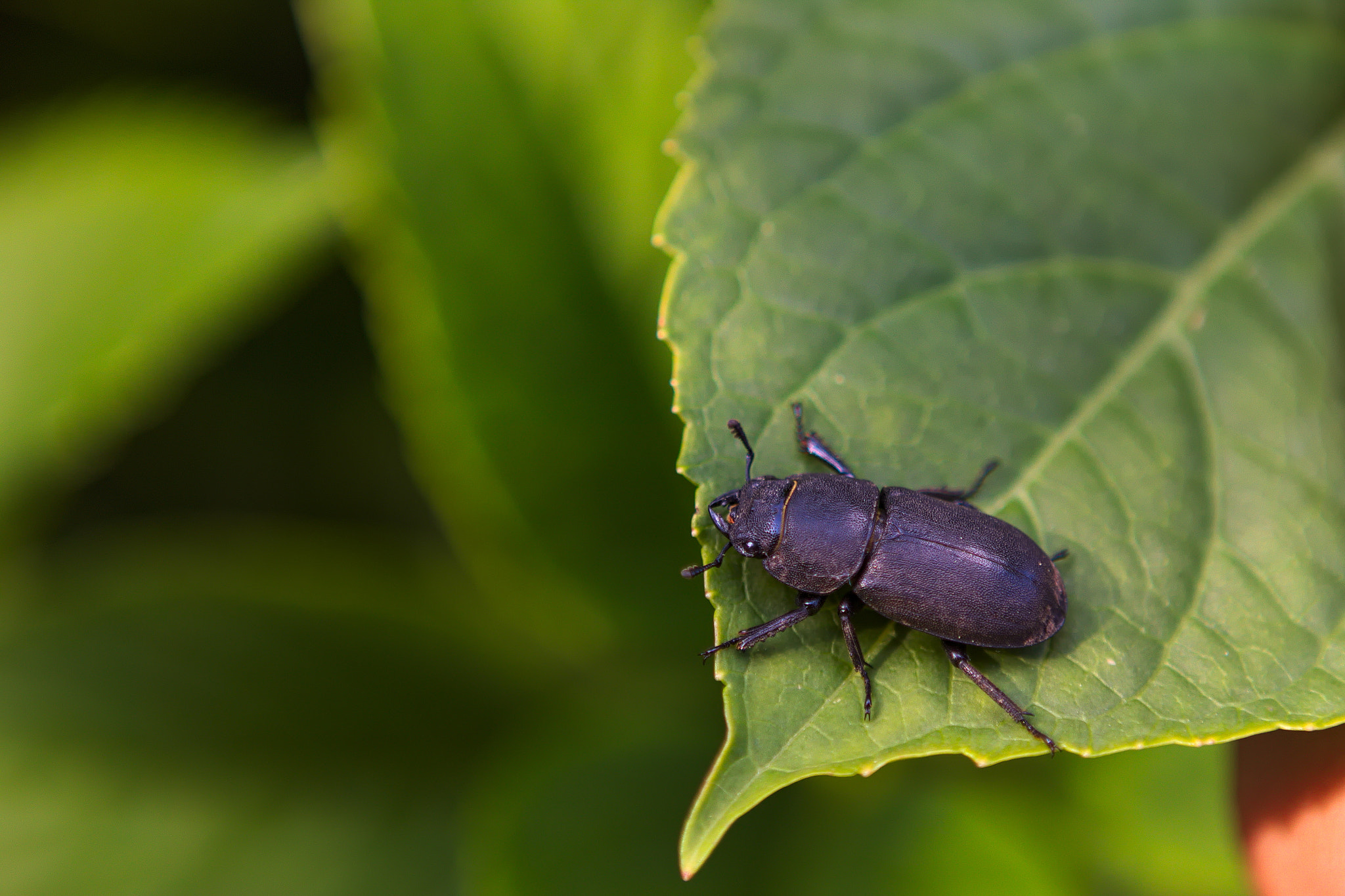 Canon EOS 760D (EOS Rebel T6s / EOS 8000D) sample photo. Lucanus cervus 2 photography