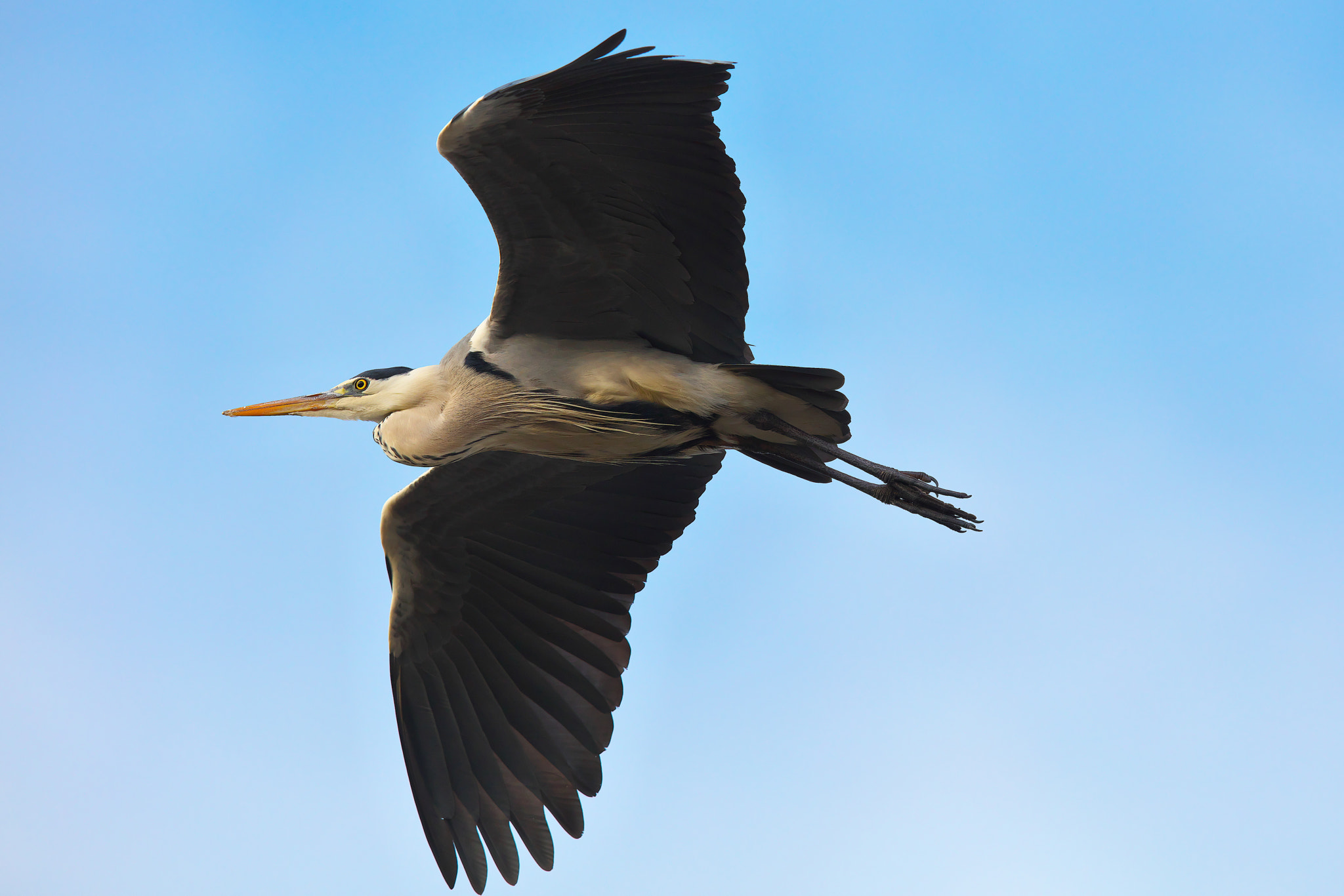 Canon EF 400mm F2.8L IS II USM sample photo. Gray heron photography