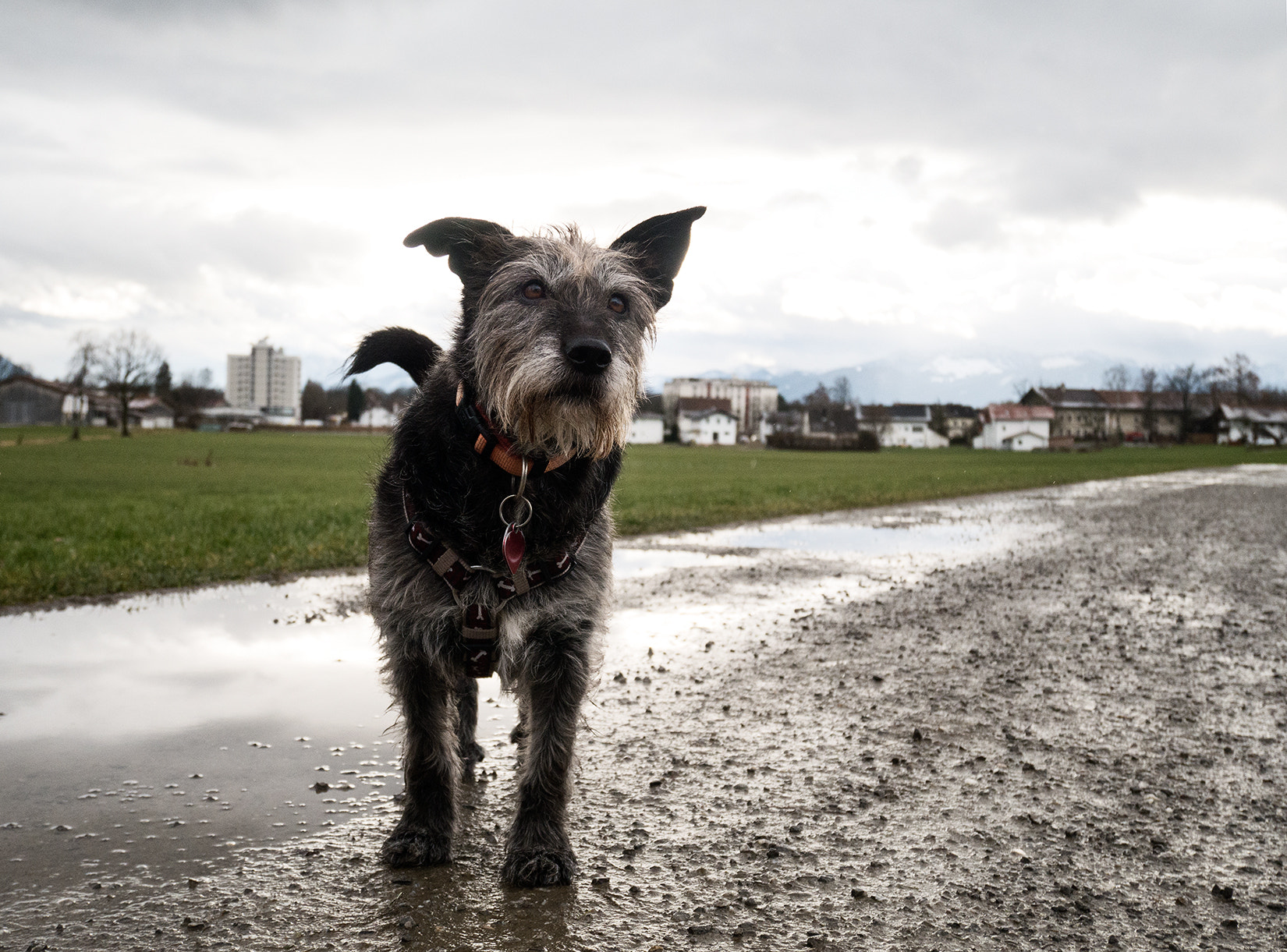 Panasonic Lumix DMC-GX7 sample photo. Schmuddelwetter photography